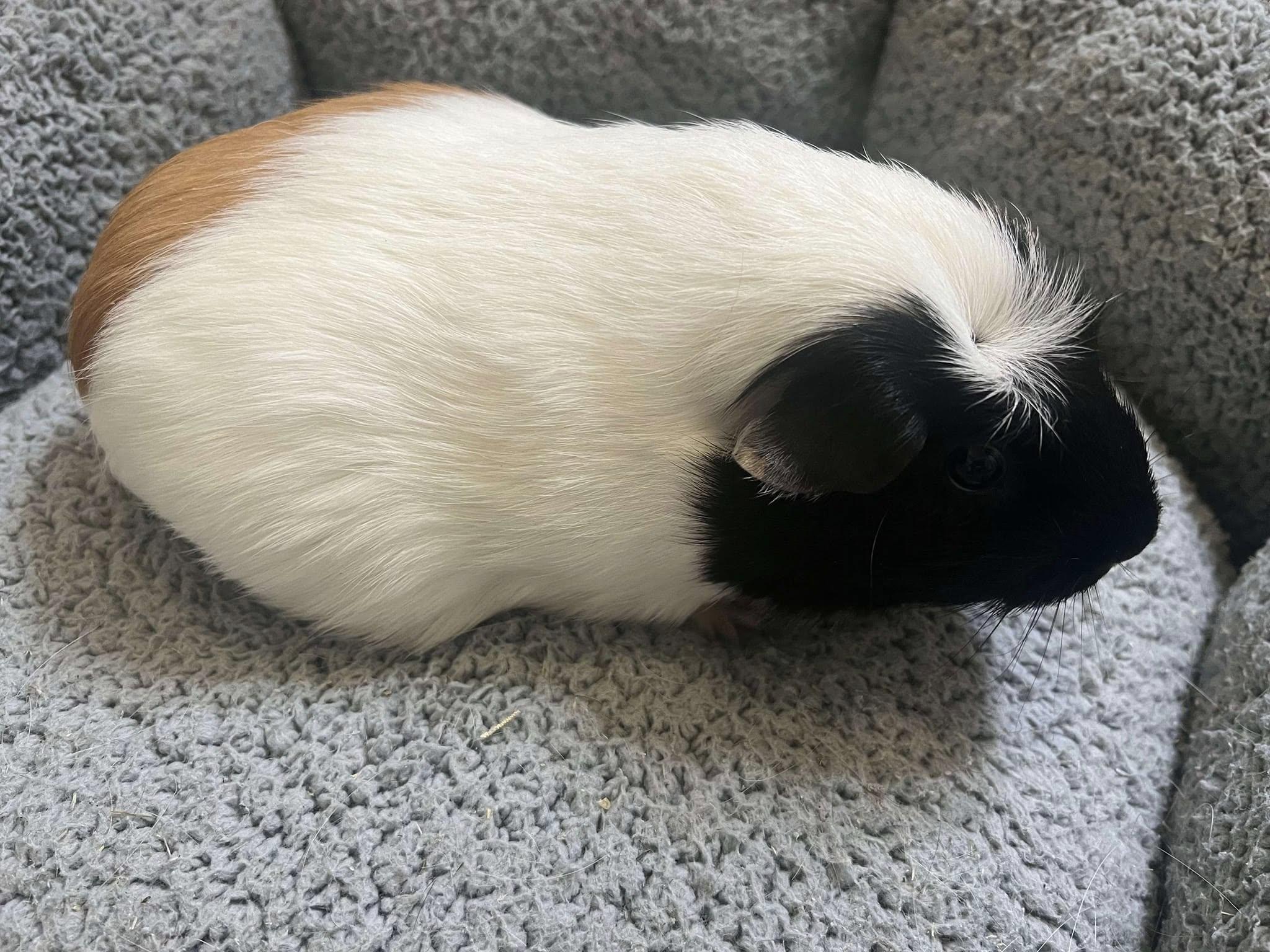 Enlarge Blizzard & Neapolitan, a Adoptable Guinea Pig in Oakley, CA image 2/3
