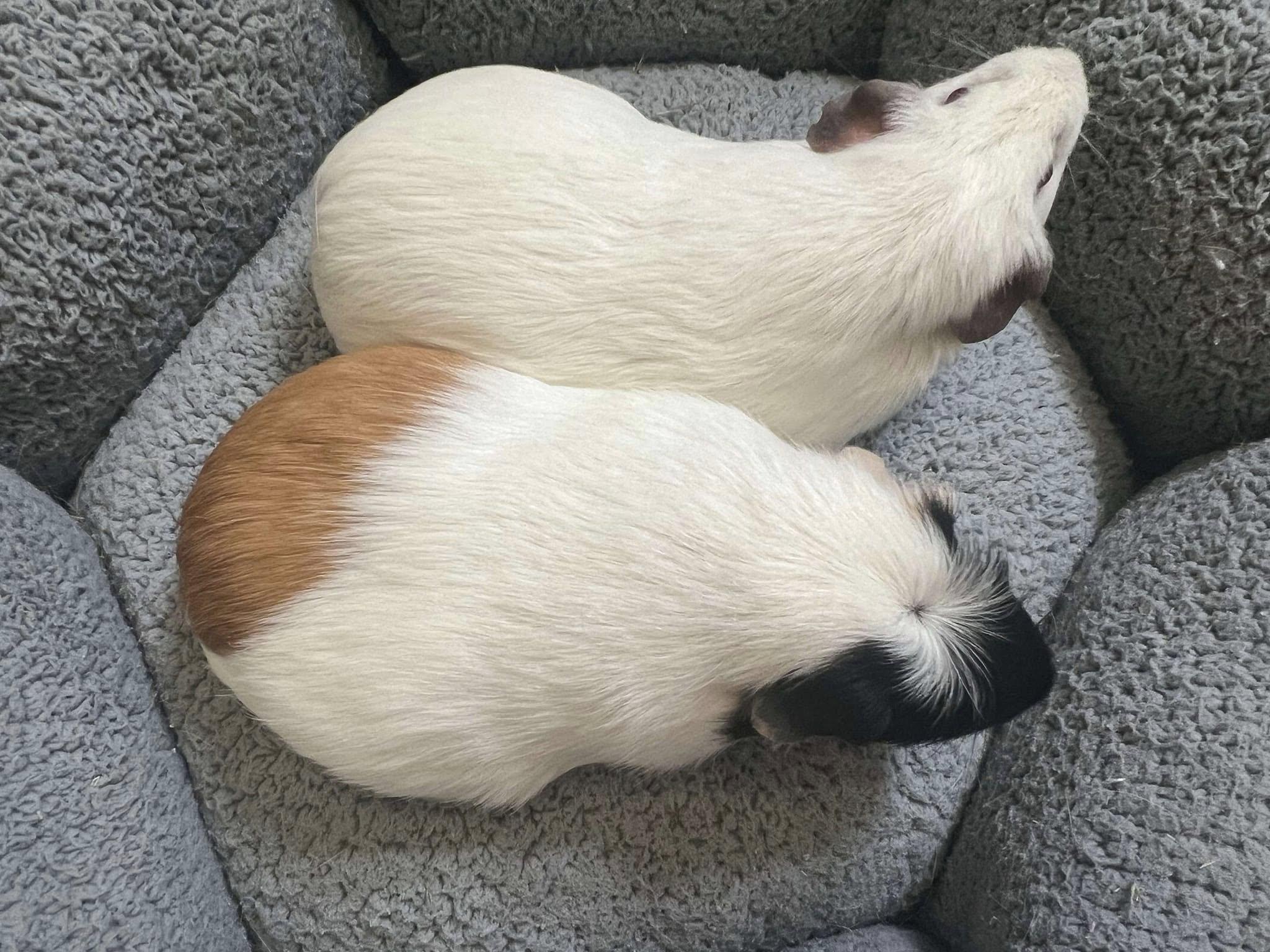 Enlarge Blizzard & Neapolitan, a Adoptable Guinea Pig in Oakley, CA image 3/3
