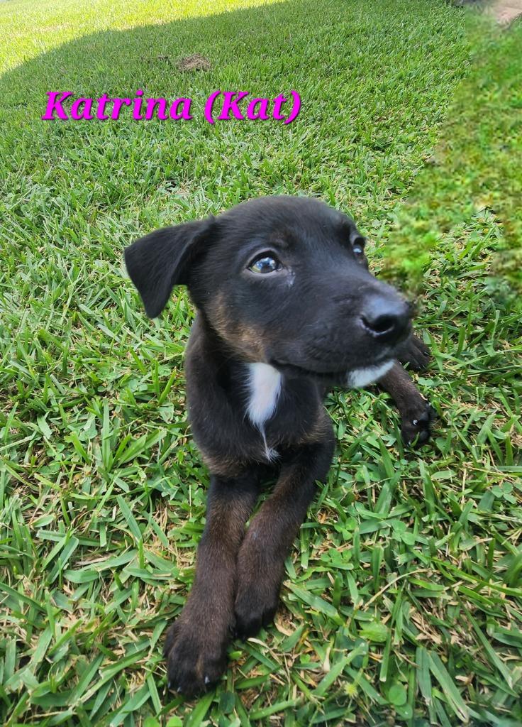 Katrina, Adoptable, Puppy Female Labrador Retriever.