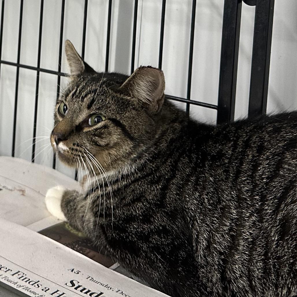 Enlarge Cyclops, a Adoptable Domestic Short Hair in Corbin, KY image 1/1