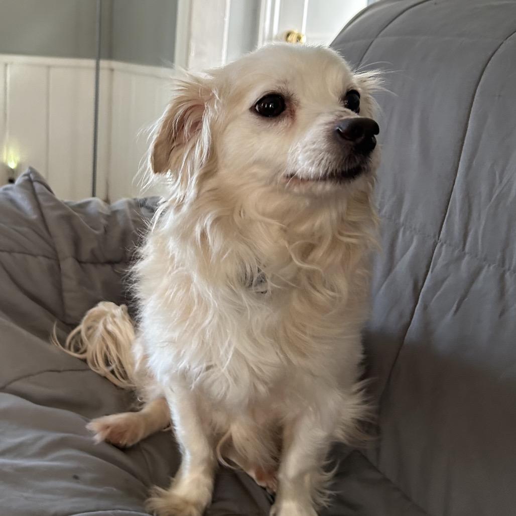 Tanner very sweet boy!, Adoptable, Adult Male Tibetan Spaniel & Chihuahua.