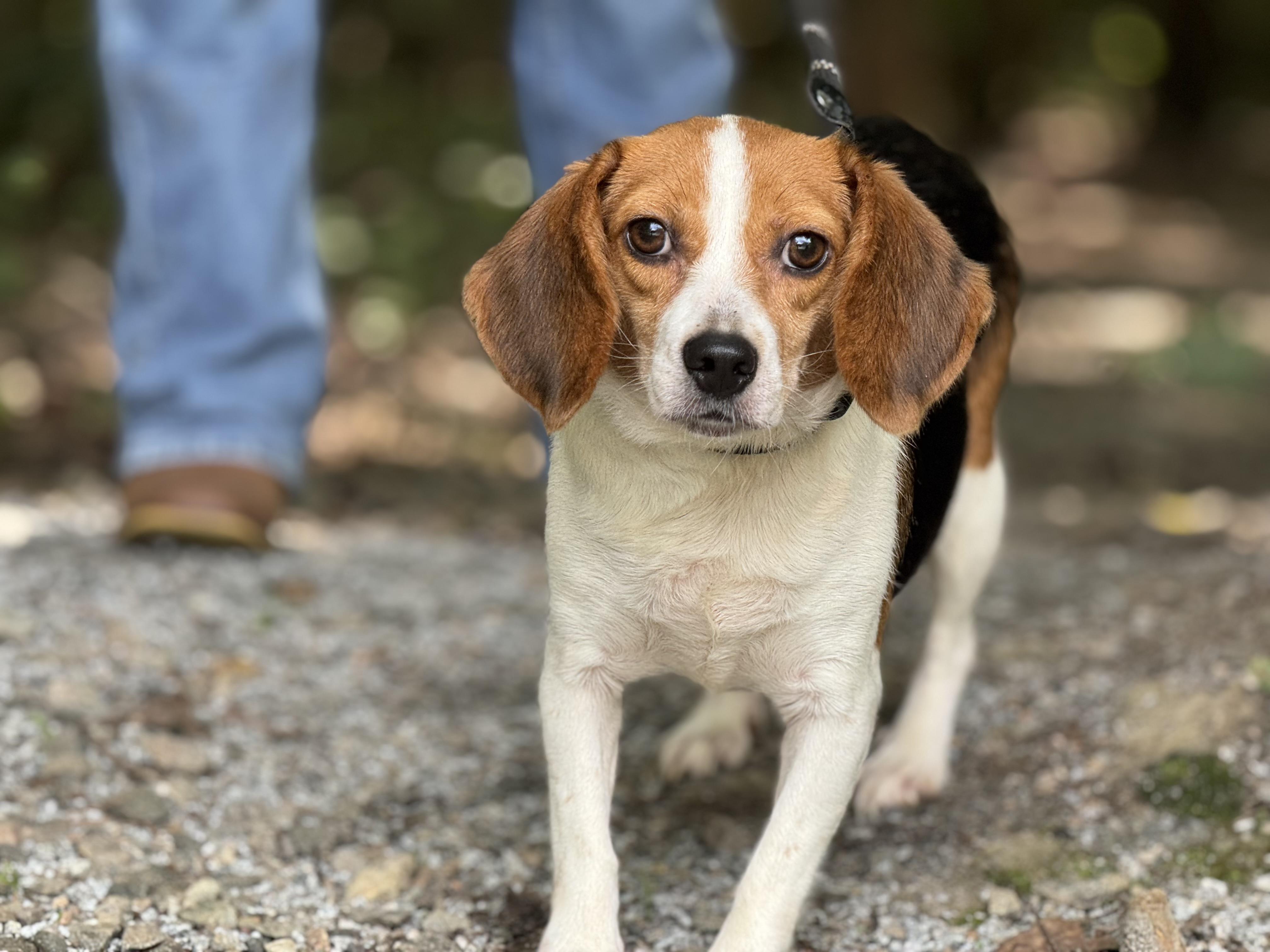 Maggie, a ADOPTABLE Beagle in Richmond, VA image 5/6