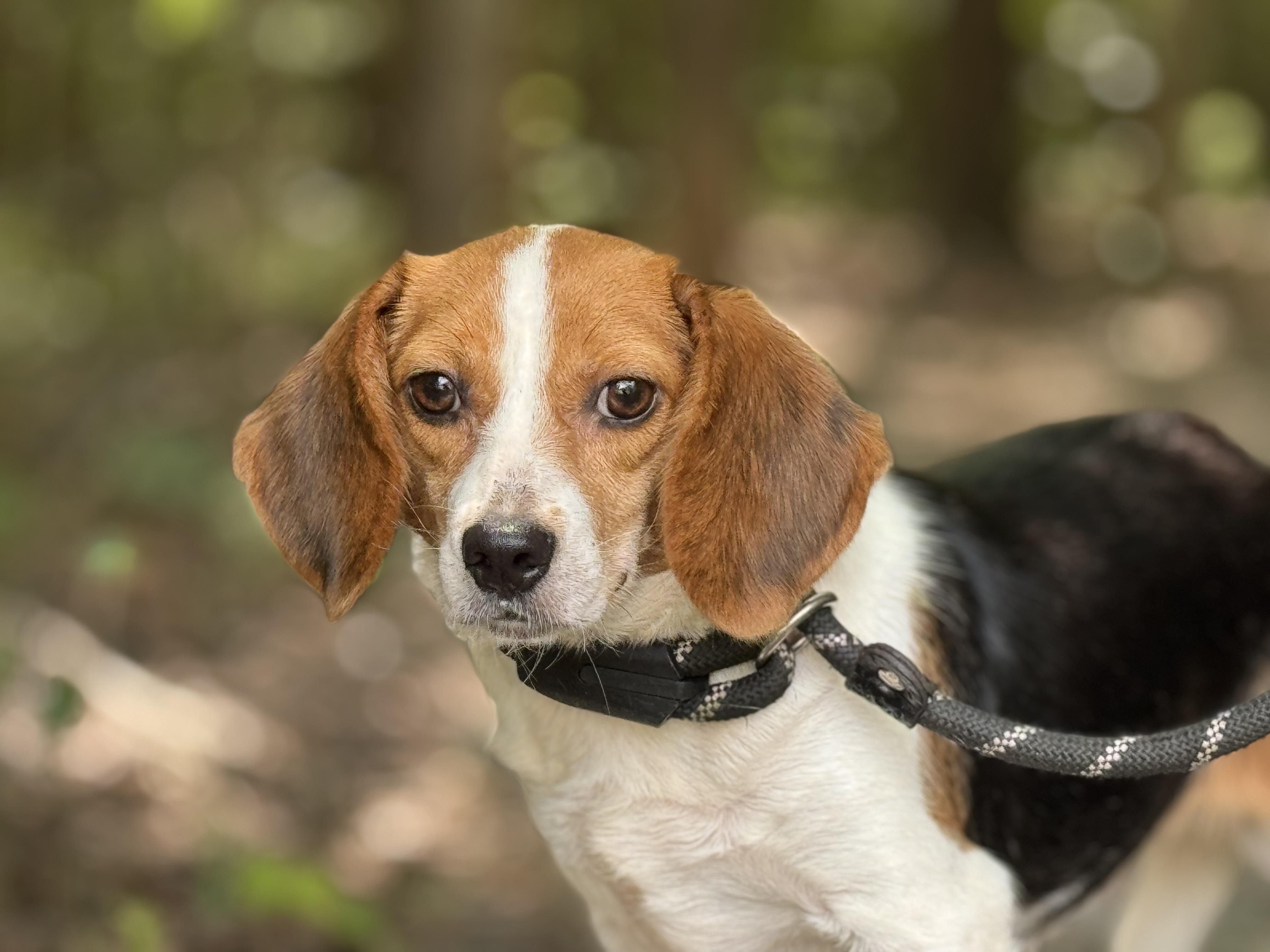 Maggie, a ADOPTABLE Beagle in Richmond, VA image 3/6