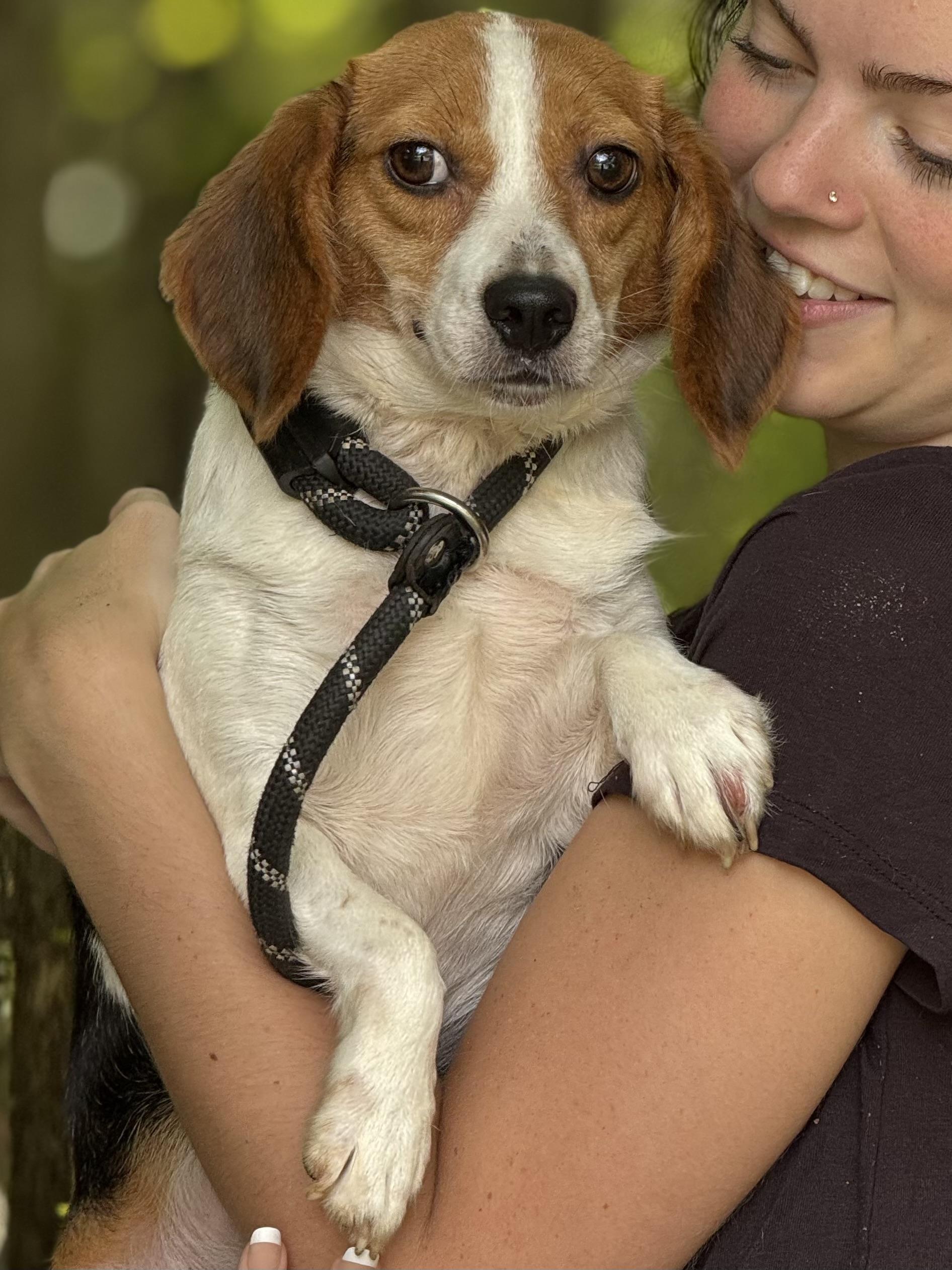 Maggie, a ADOPTABLE Beagle in Richmond, VA image 4/6