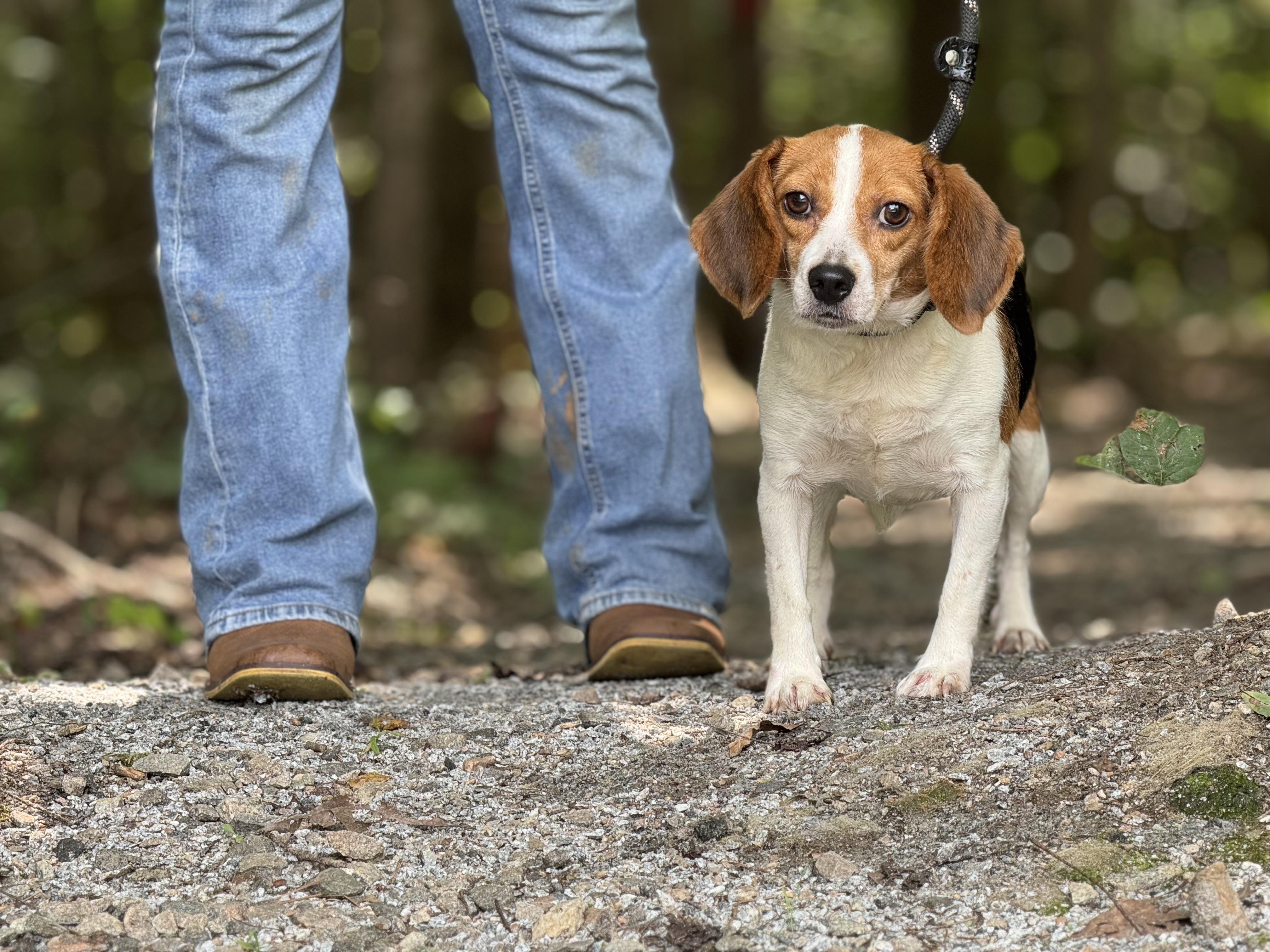 Maggie, a ADOPTABLE Beagle in Richmond, VA image 2/6