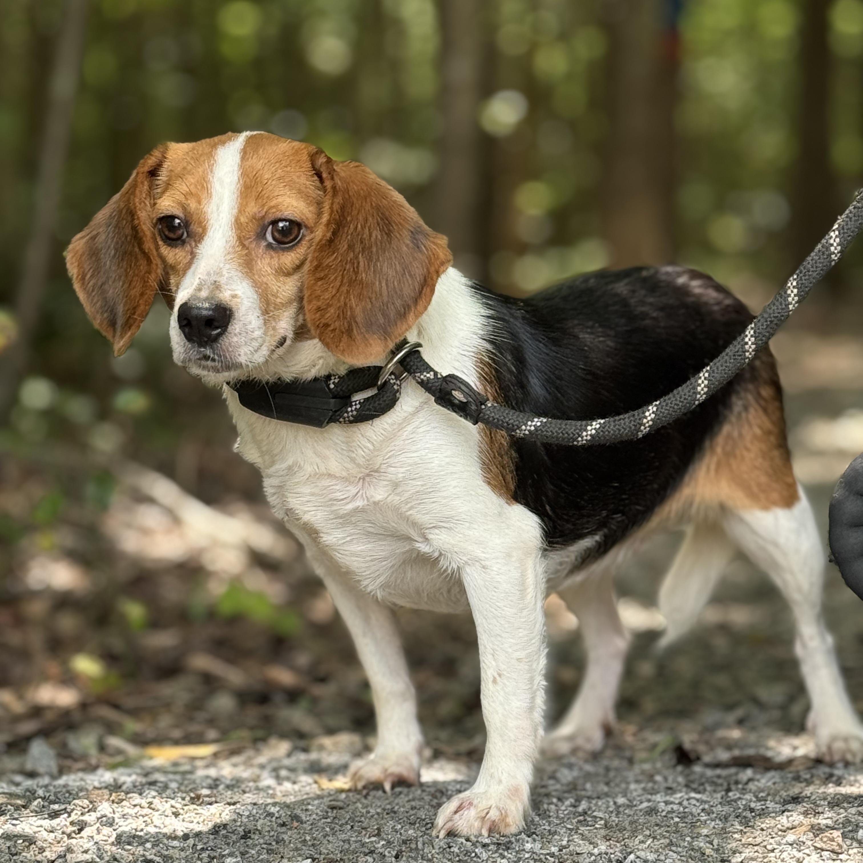 Maggie, ADOPTABLE, Adult Female Beagle.