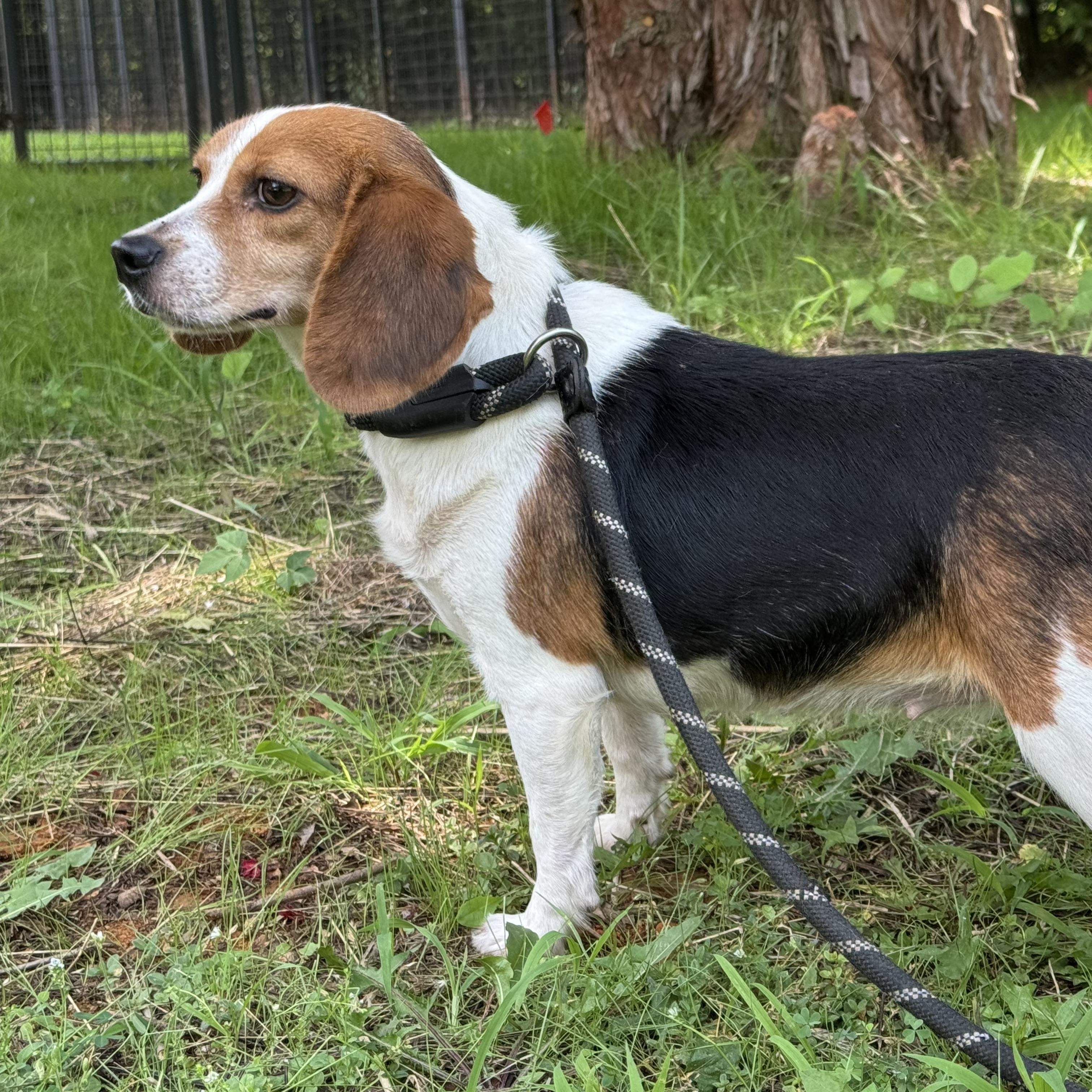 Maggie, a ADOPTABLE Beagle in Richmond, VA image 6/6