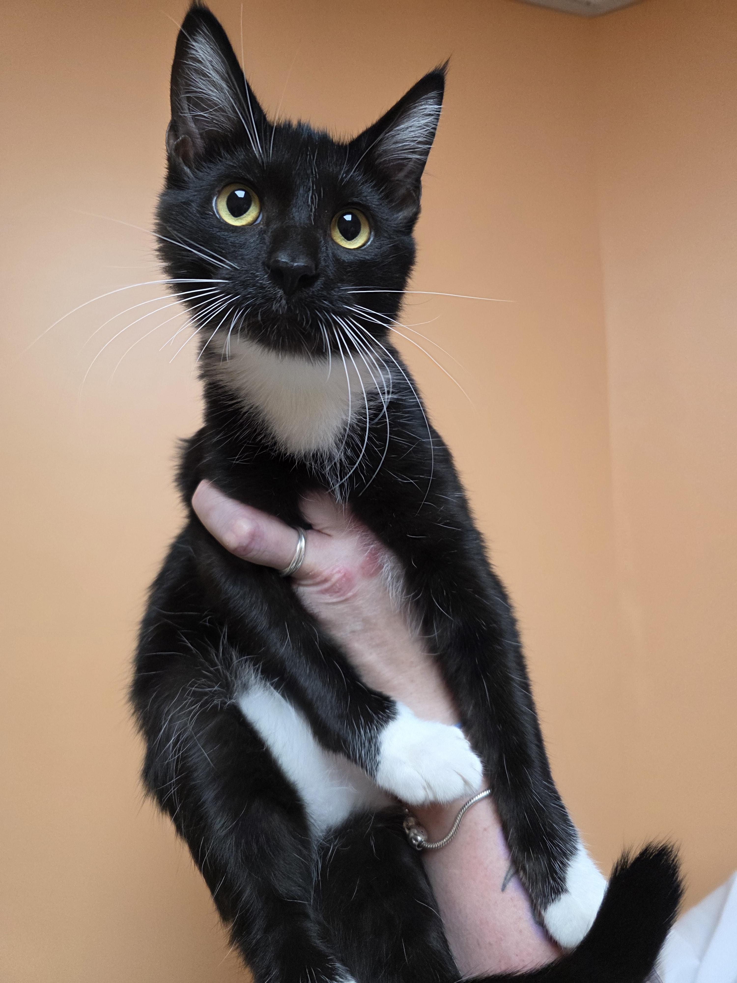 Enlarge 20012026H, a Adopted Domestic Short Hair in Kamloops, BC image 2/6