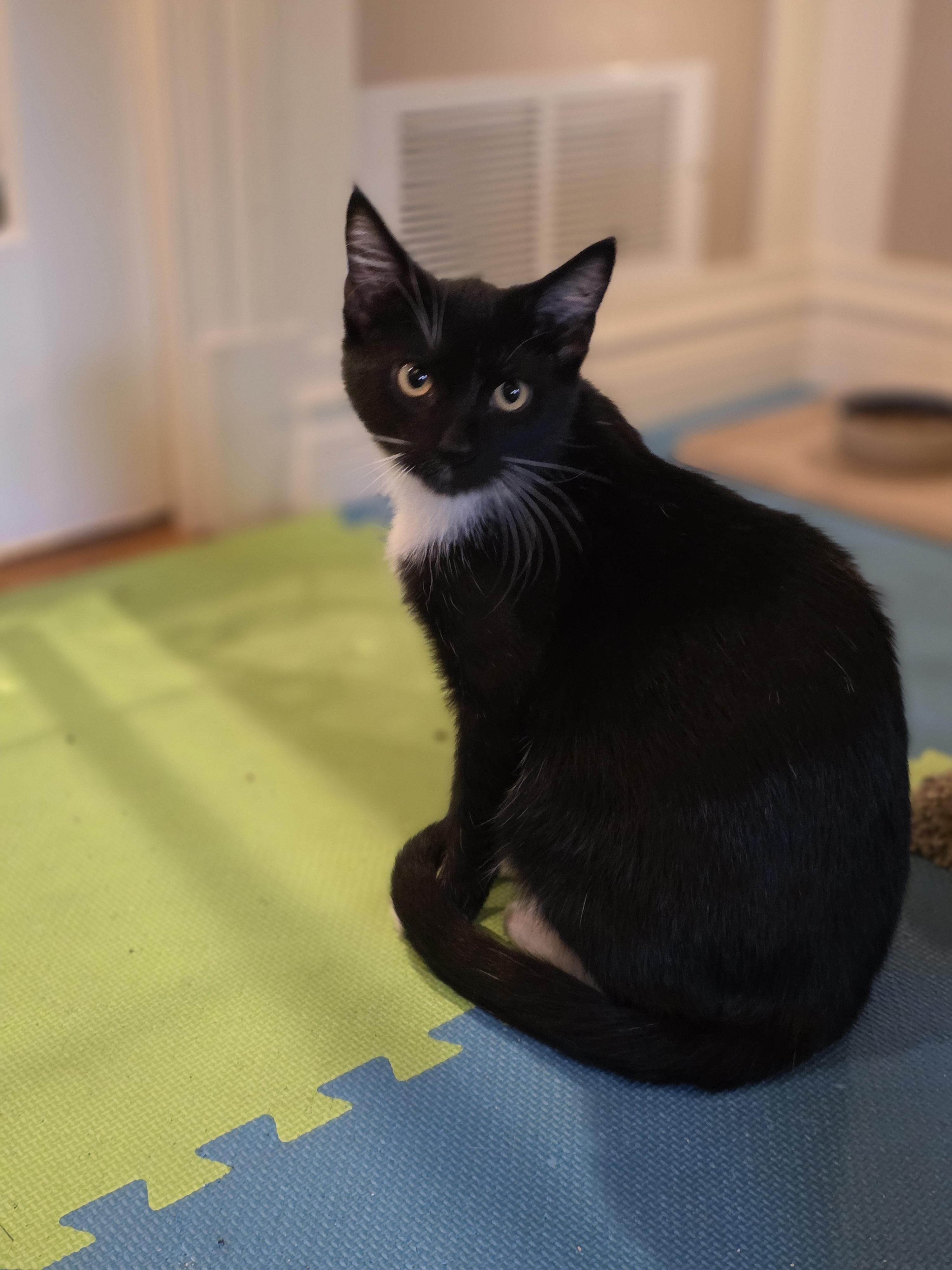 Enlarge 20012026H, a Adopted Domestic Short Hair in Kamloops, BC image 3/6