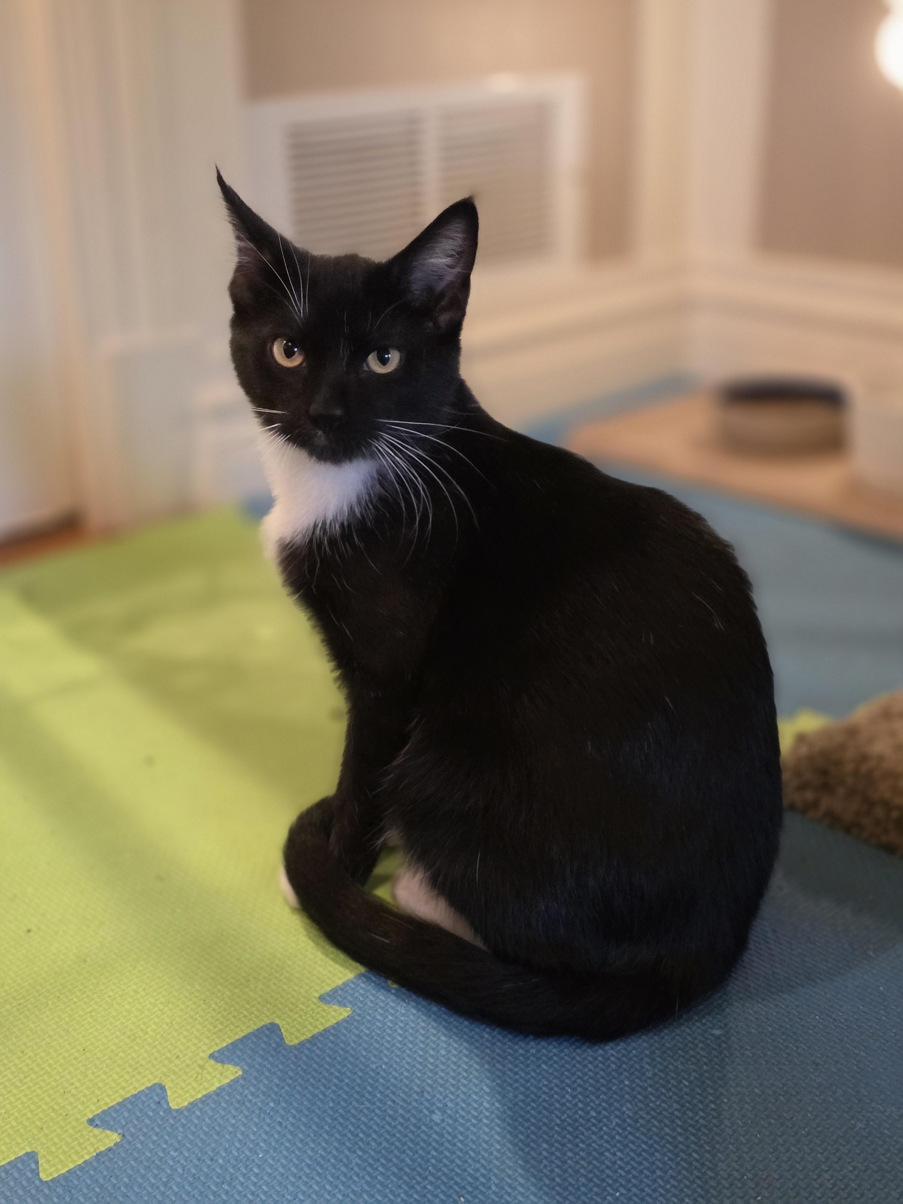 Enlarge 20012026H, a Adopted Domestic Short Hair in Kamloops, BC image 4/6