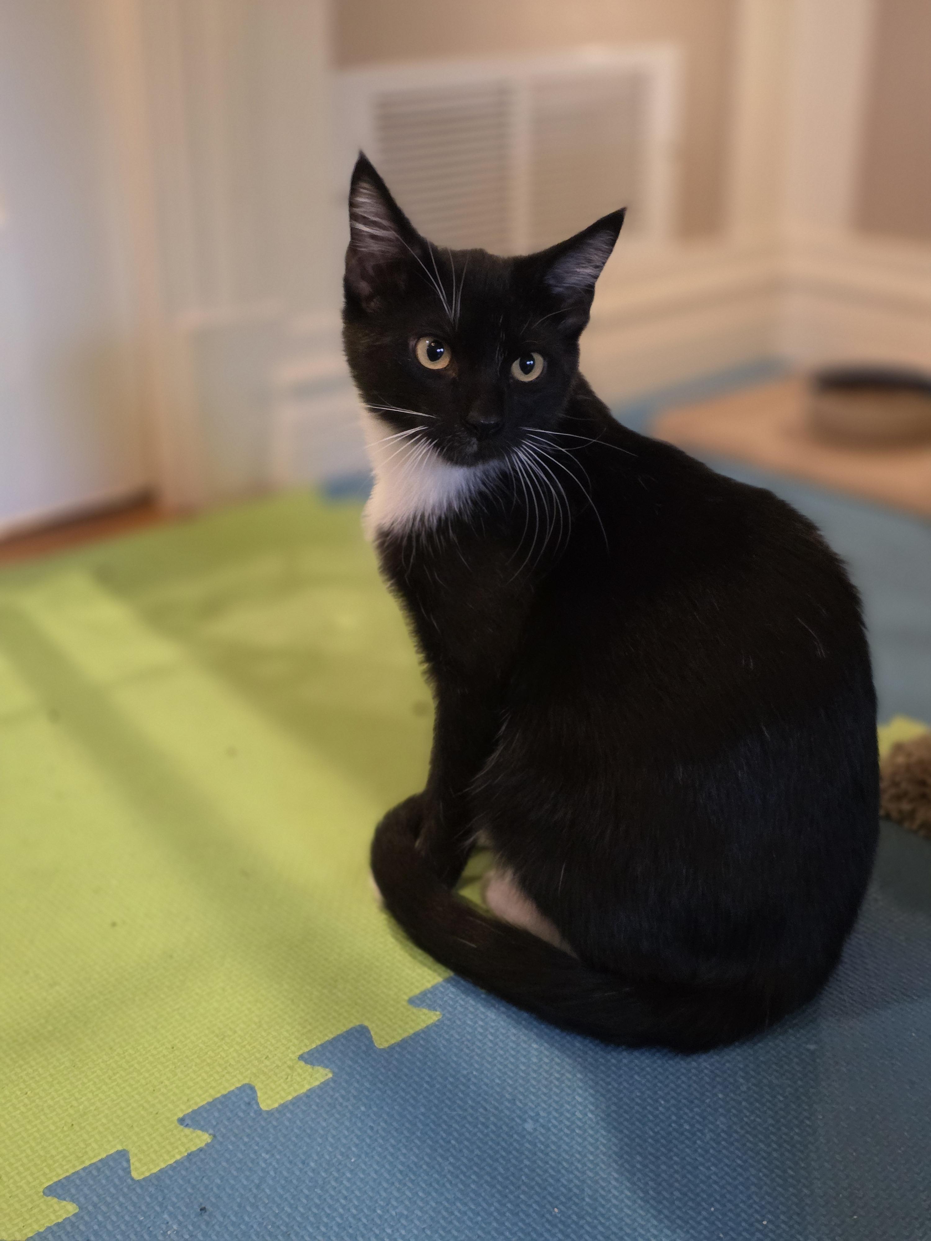 Enlarge 20012026H, a Adopted Domestic Short Hair in Kamloops, BC image 5/6