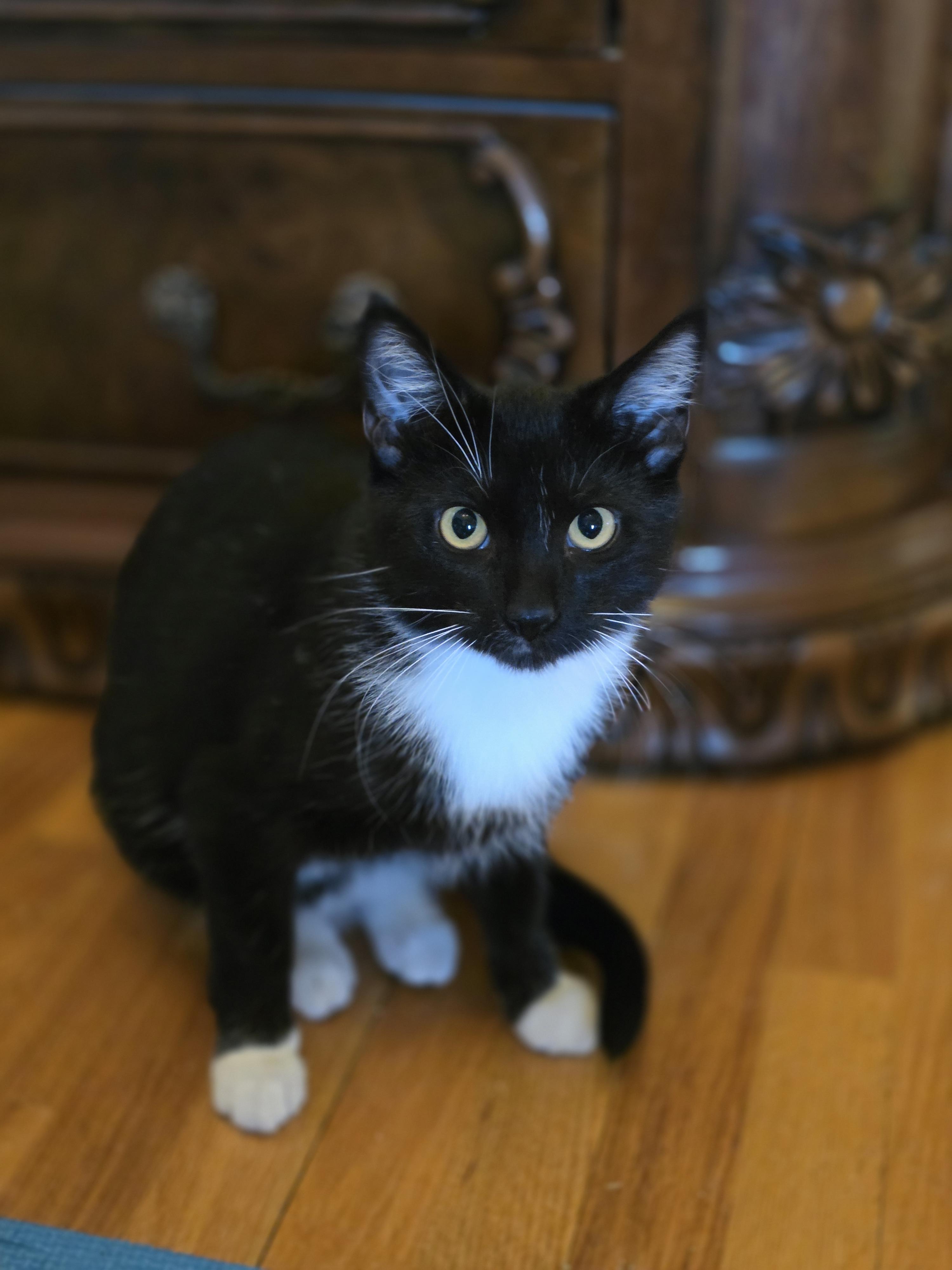 Enlarge 20012026H, a Adopted Domestic Short Hair in Kamloops, BC image 6/6