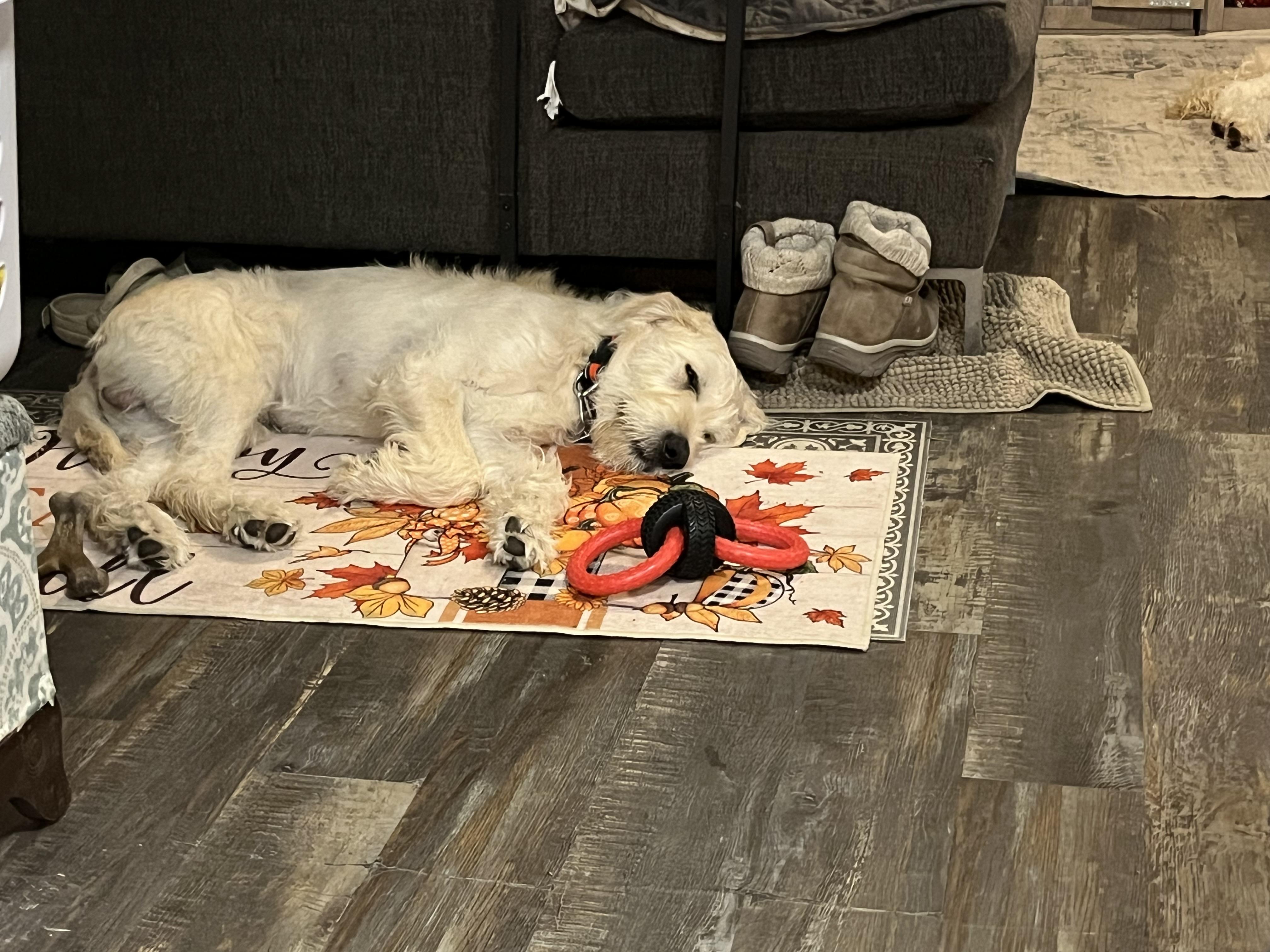 Scout, a ADOPTABLE Labradoodle in Chatham, ON image 4/6