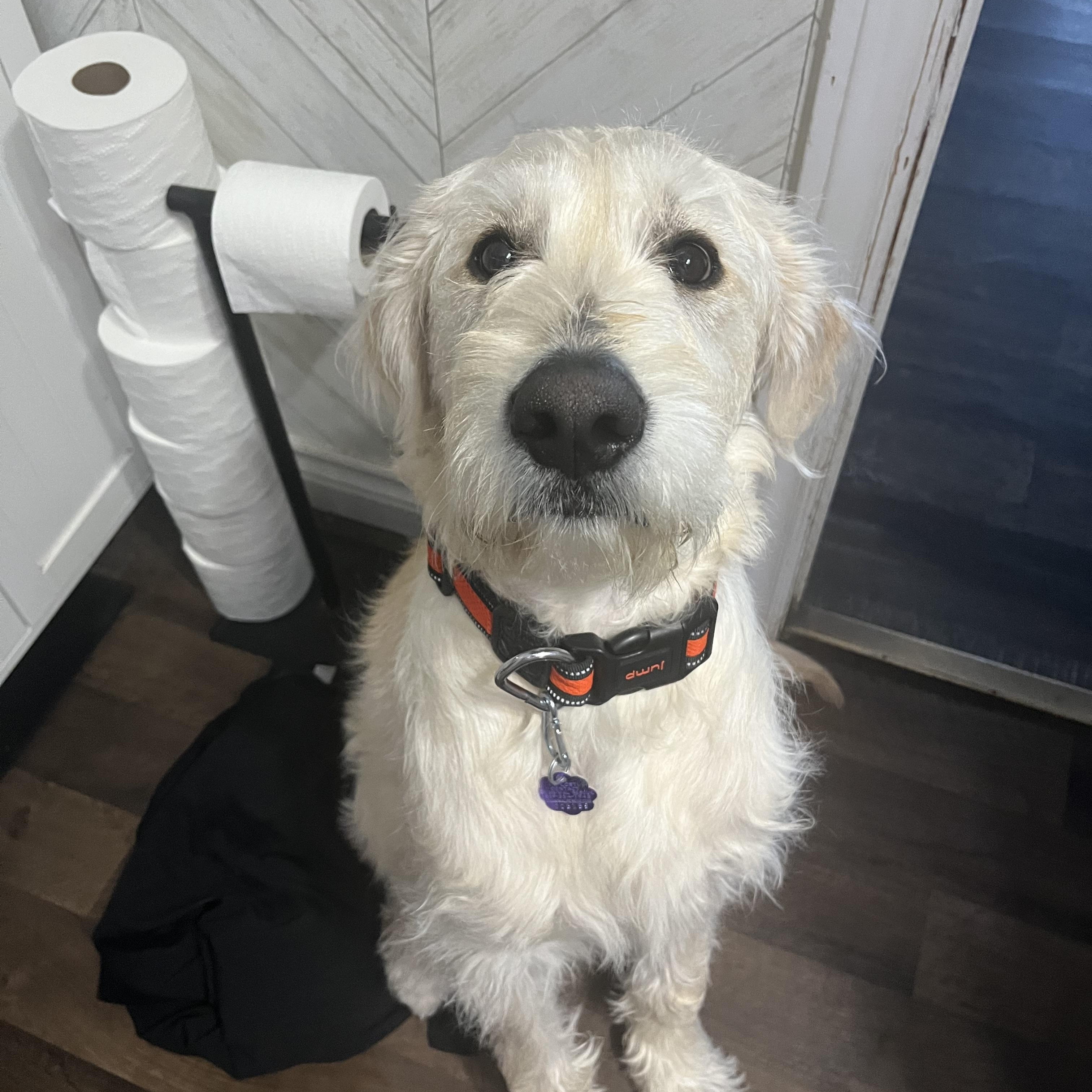 Scout, a ADOPTABLE Labradoodle in Chatham, ON image 3/6