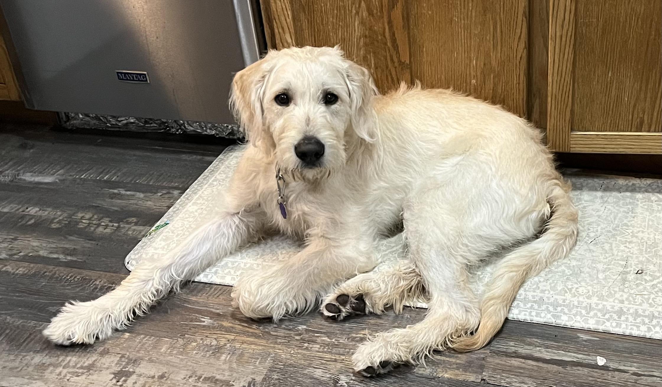 Scout, a ADOPTABLE Labradoodle in Chatham, ON image 2/6