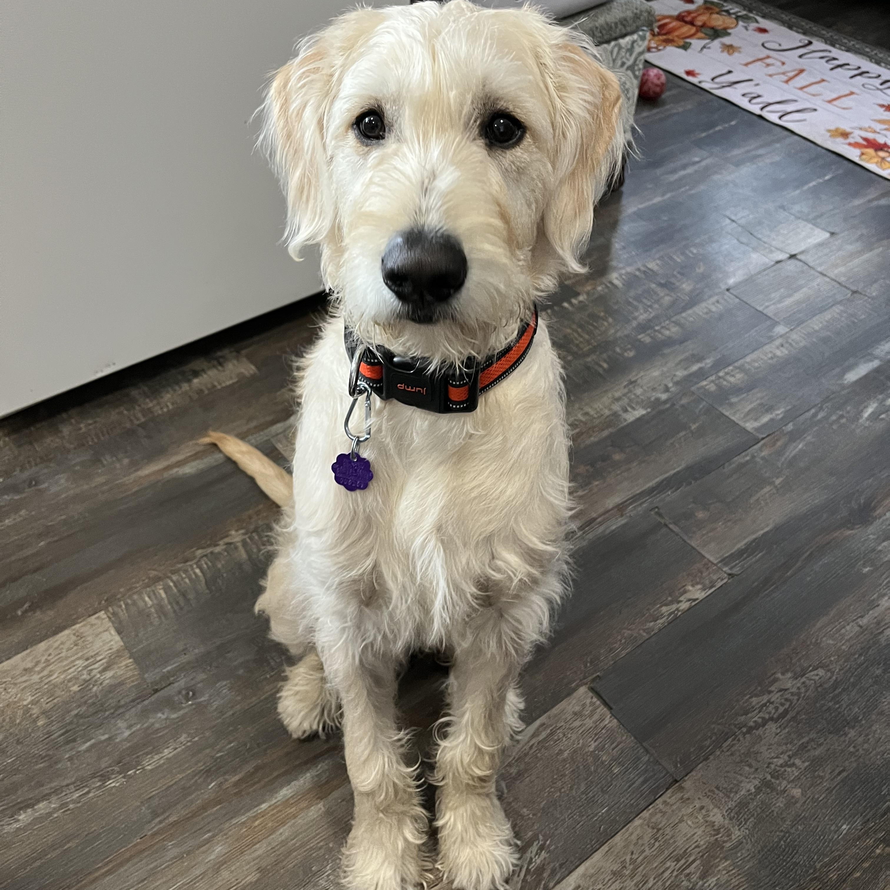 Scout, ADOPTABLE, Puppy Male Labradoodle.