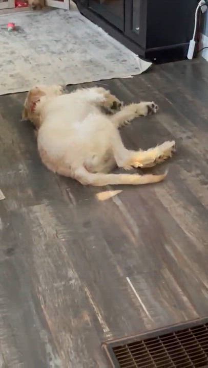 Enlarge Scout, a ADOPTABLE Labradoodle in Chatham, ON video 6/6