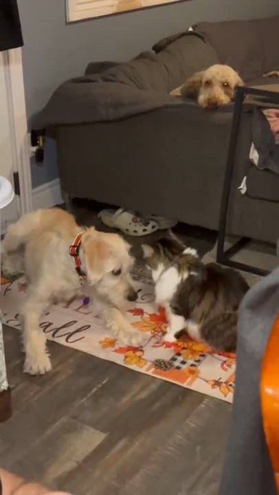 Enlarge Scout, a ADOPTABLE Labradoodle in Chatham, ON video 5/6