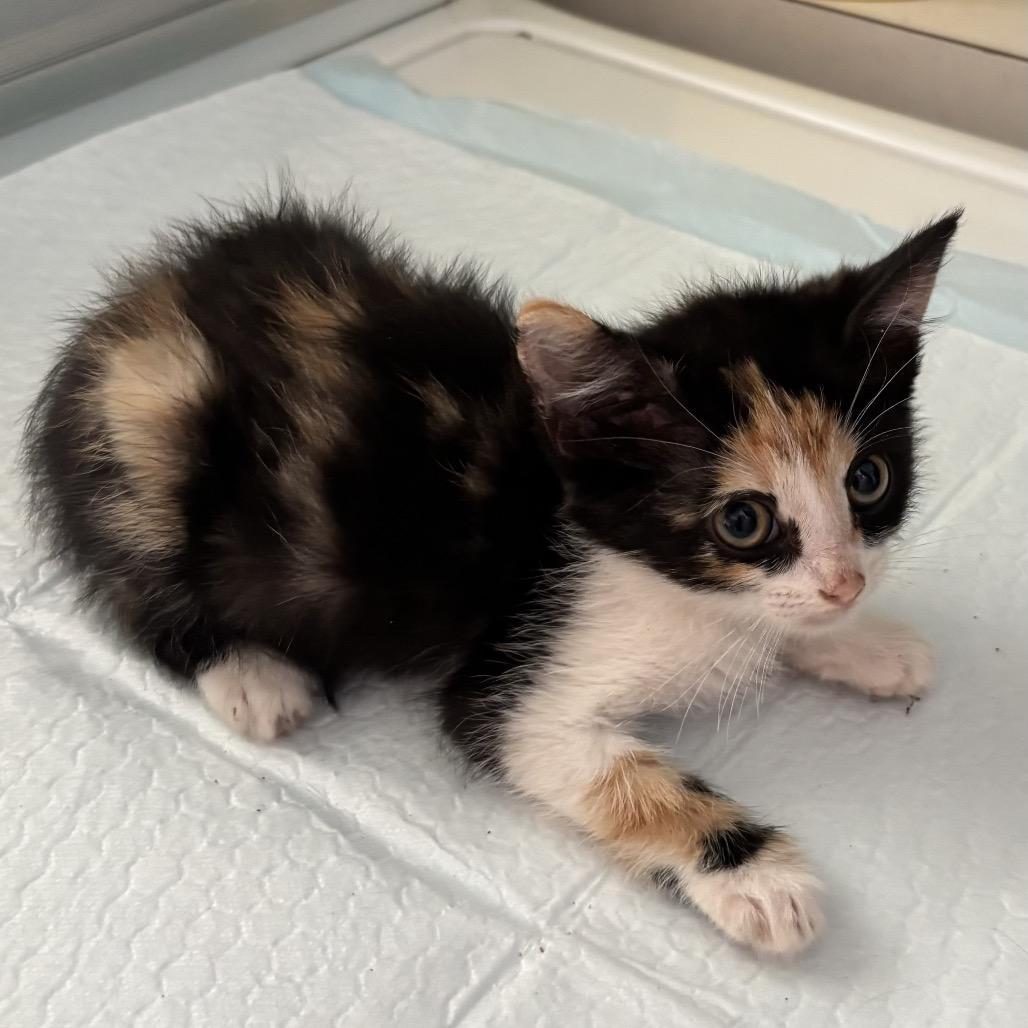 Robin F-21678, a Adoptable Domestic Medium Hair in Oklahoma City, OK image 1/2