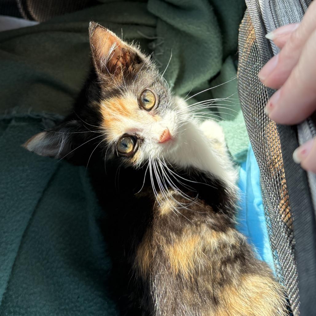Robin F-21678, a Adoptable Domestic Medium Hair in Oklahoma City, OK image 2/2
