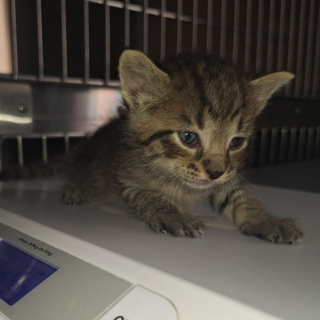 Enlarge Pluto, a Adoptable Domestic Short Hair in Eau Claire, WI image 2/3
