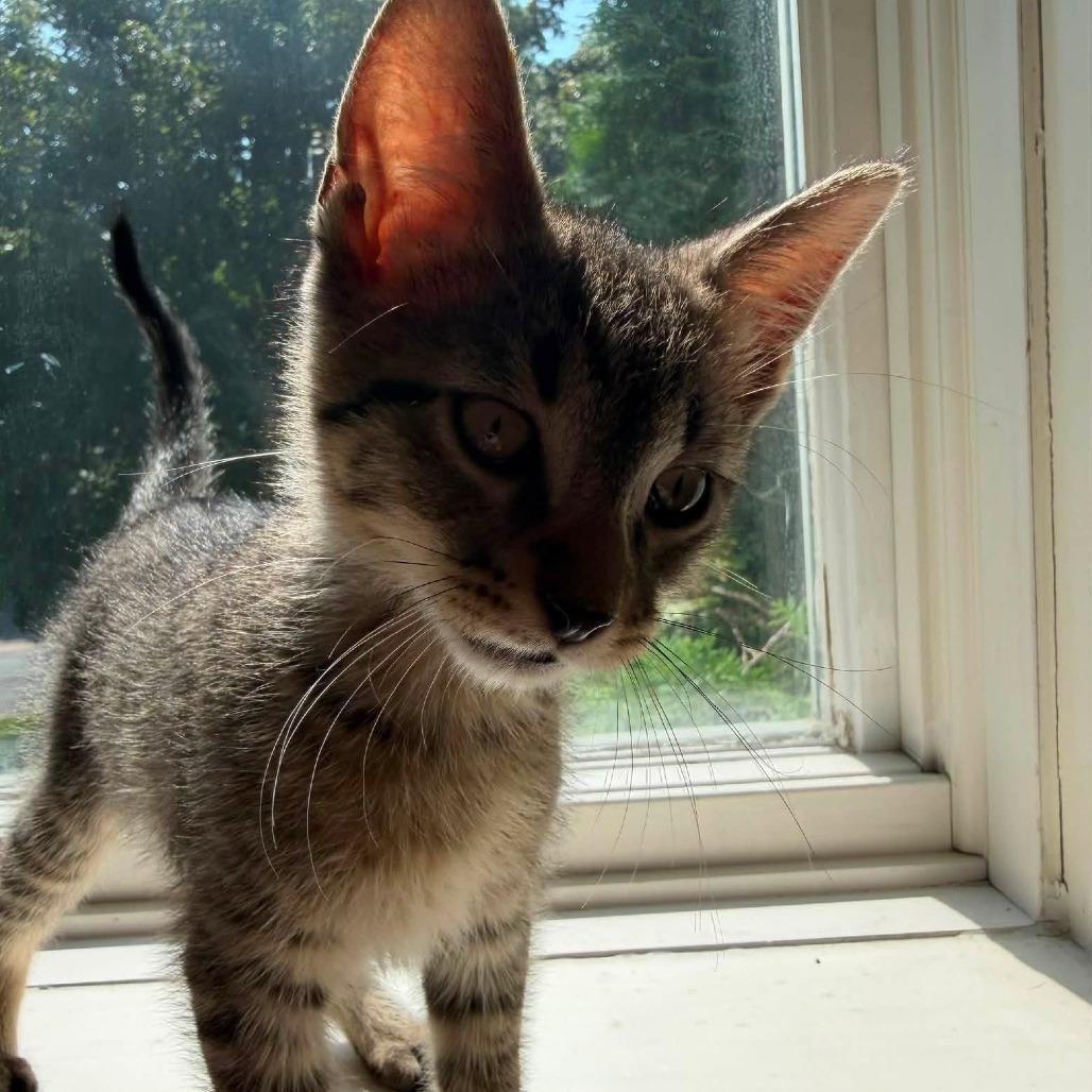 Enlarge Pluto, a Adoptable Domestic Short Hair in Eau Claire, WI image 3/3