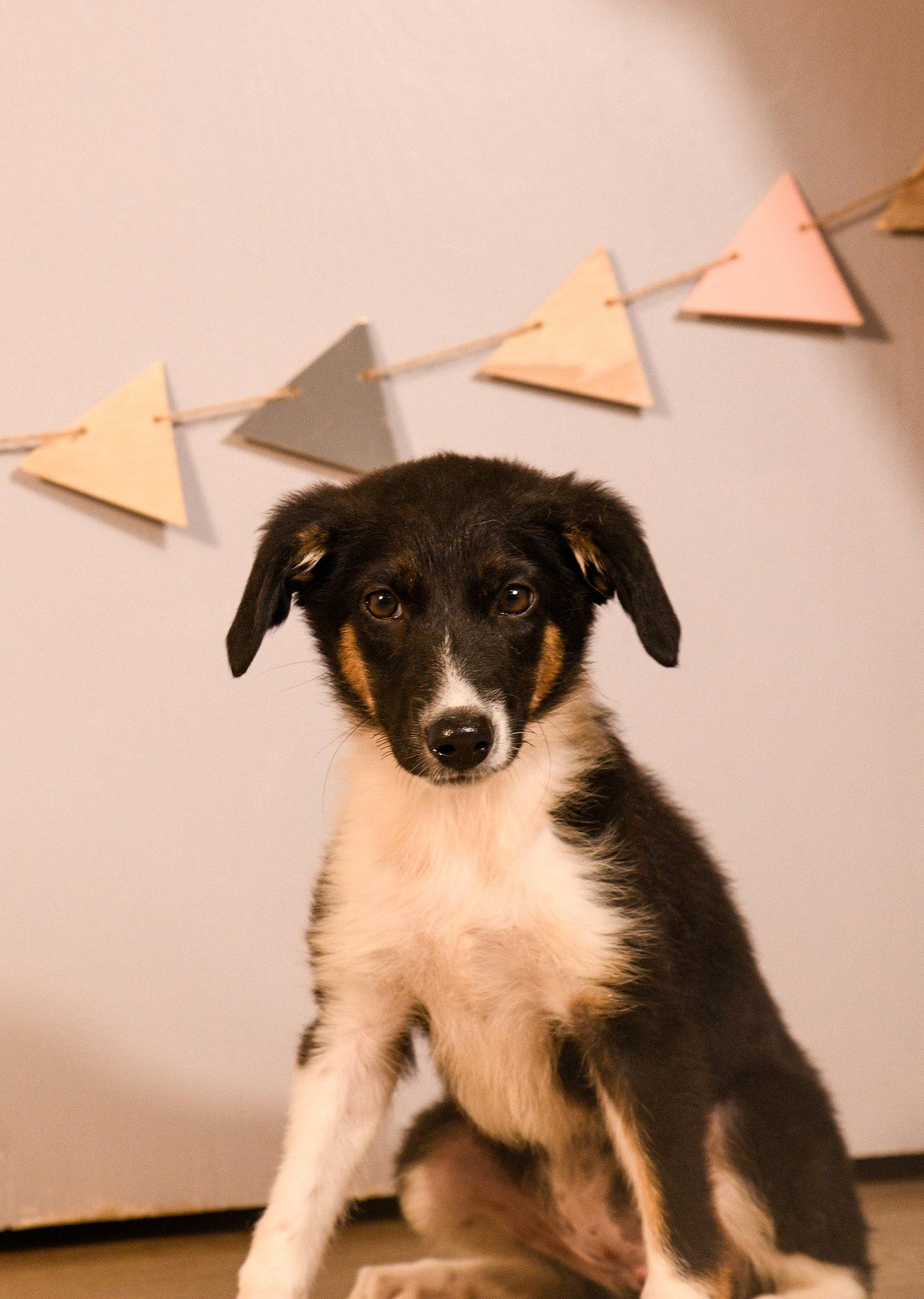 Boujee, Adopted, Puppy Female Australian Shepherd.