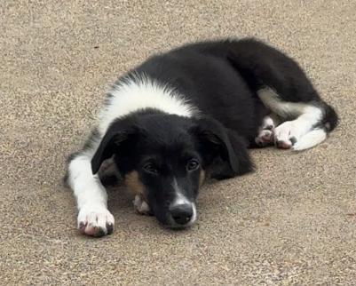 Enlarge Boujee, a Adopted Australian Shepherd in Brooklyn Center, MN image 2/3