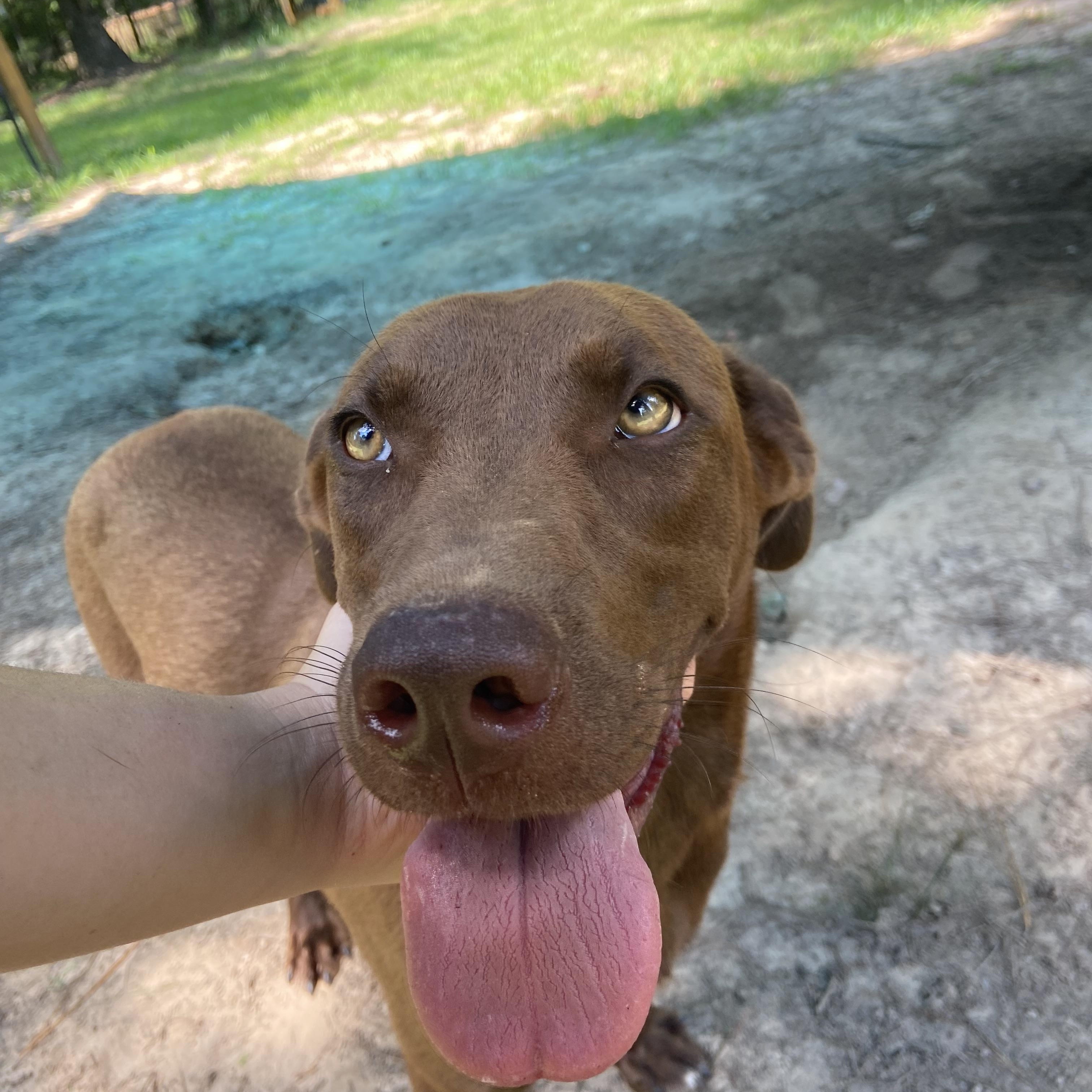 Leia, Adopted, Young Female Chocolate Labrador Retriever.