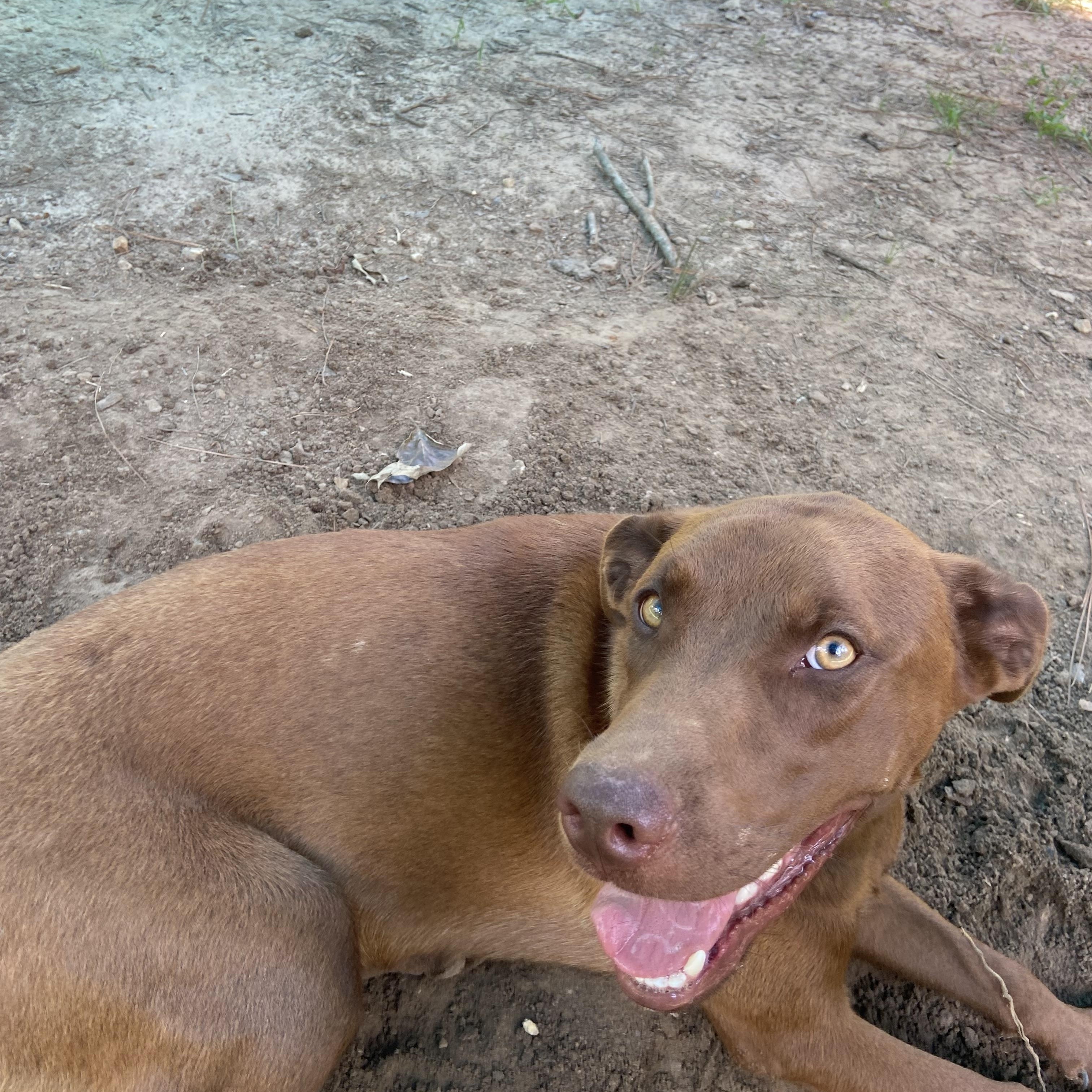 Enlarge Leia, a Adopted mixed breed in Ruston, LA image 2/2