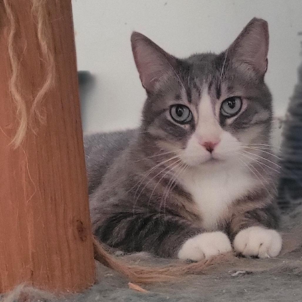 Enlarge Onis, a Adoptable Domestic Short Hair in Rochester, MN image 1/2