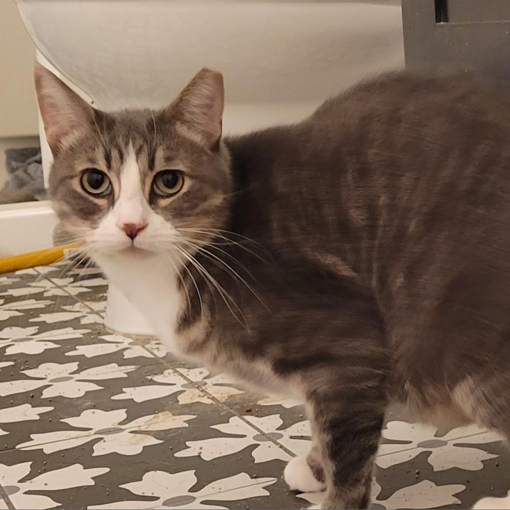 Onis — thumbnail 2