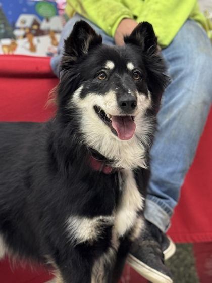 Enlarge Bella, a Adoptable mixed breed in Moses Lake, WA image 1/1