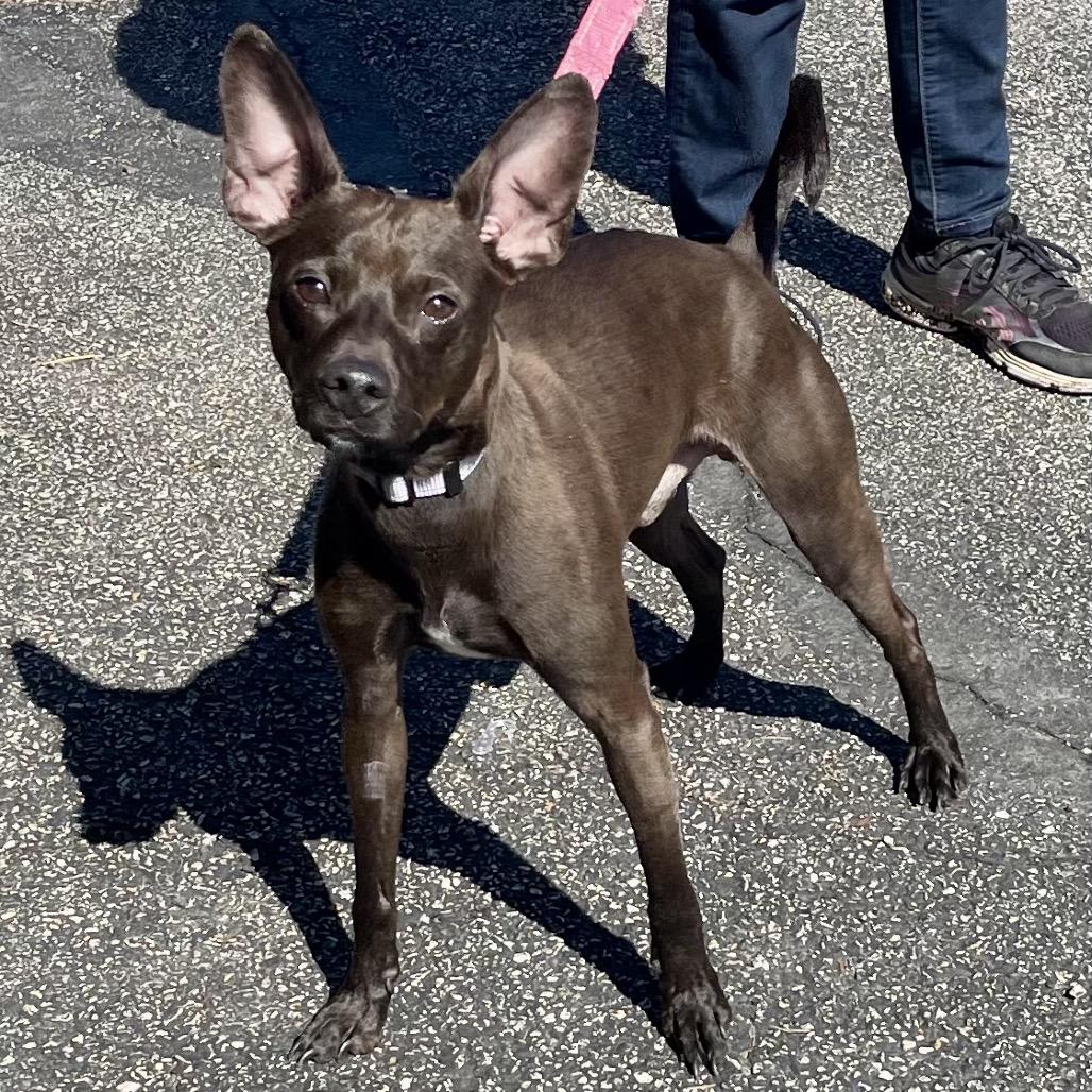 Havok — thumbnail 2