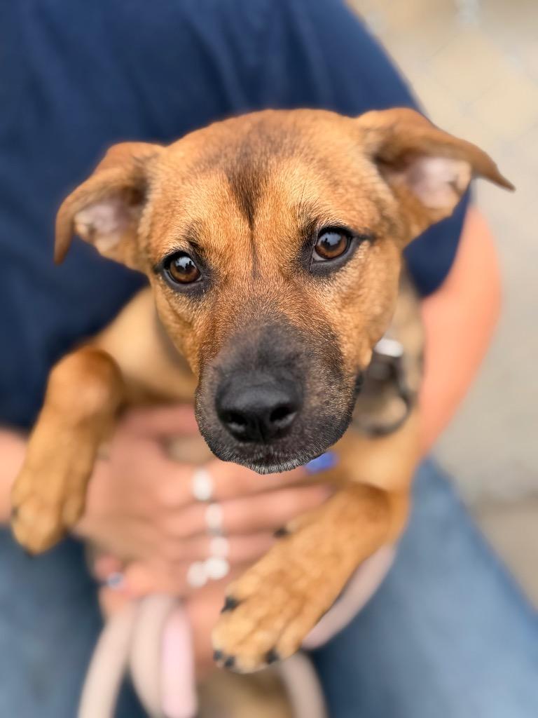 Rusty, Adopted, Puppy Female Mixed Breed.