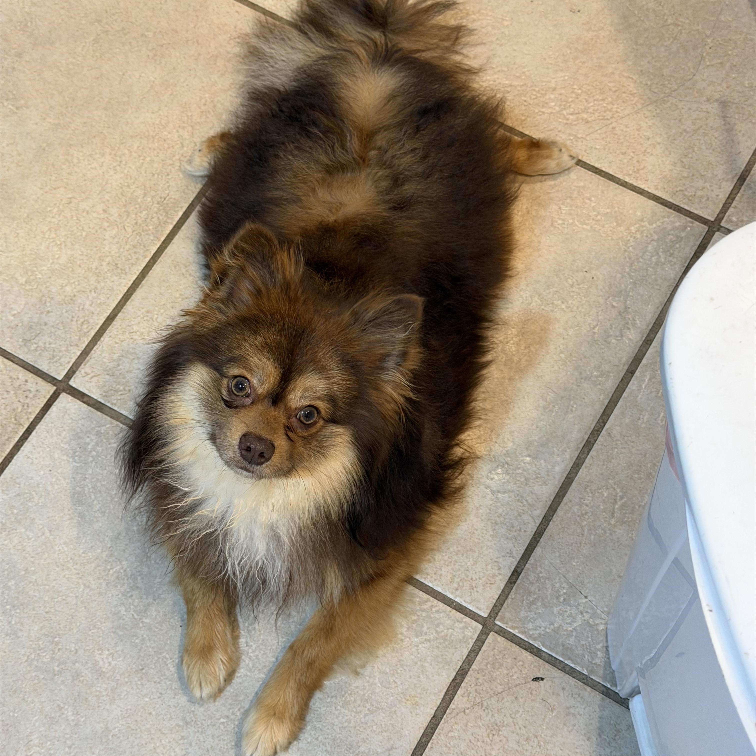 Mufasa, an adopted Pomeranian in Salt Lake City, UT image 6/6