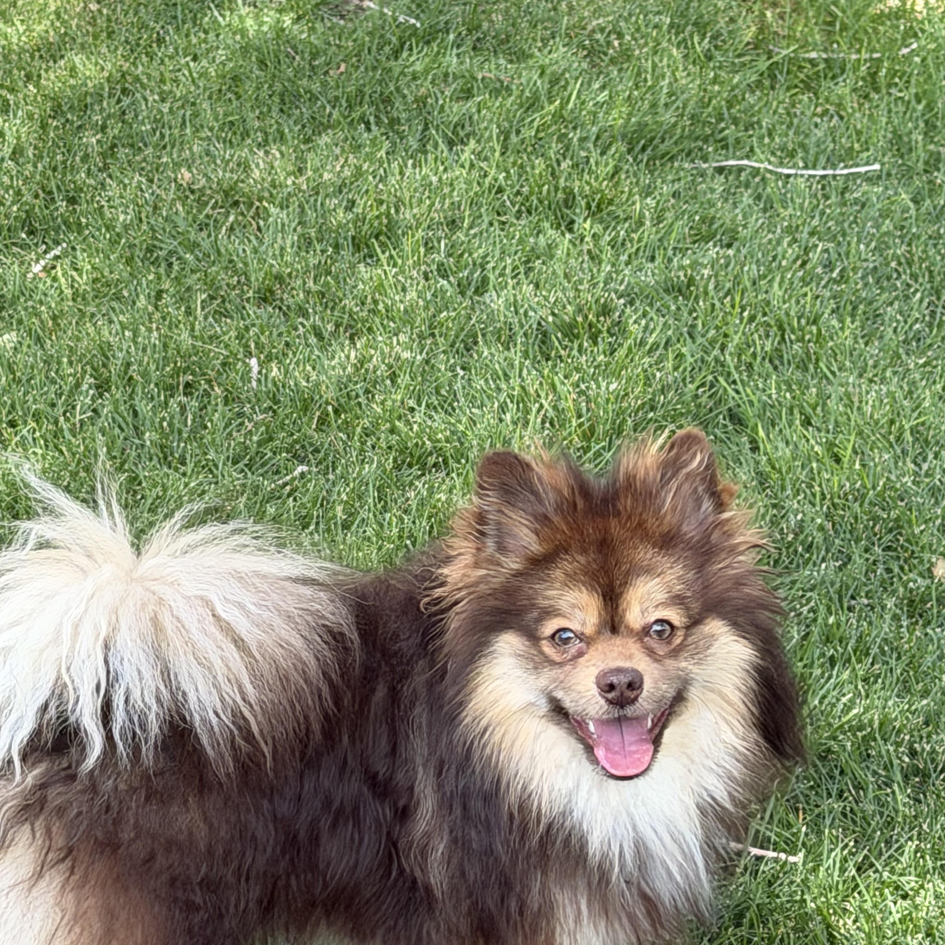 Mufasa, an adopted Pomeranian in Salt Lake City, UT image 3/6