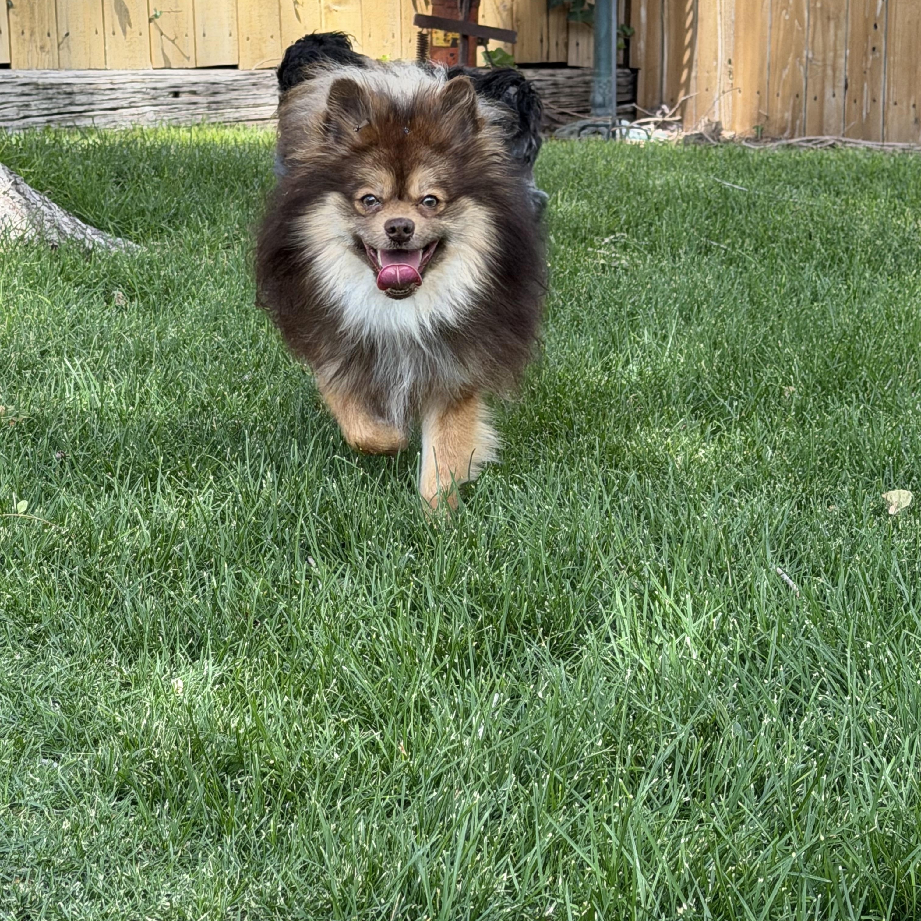 Mufasa, an adopted Pomeranian in Salt Lake City, UT image 2/6