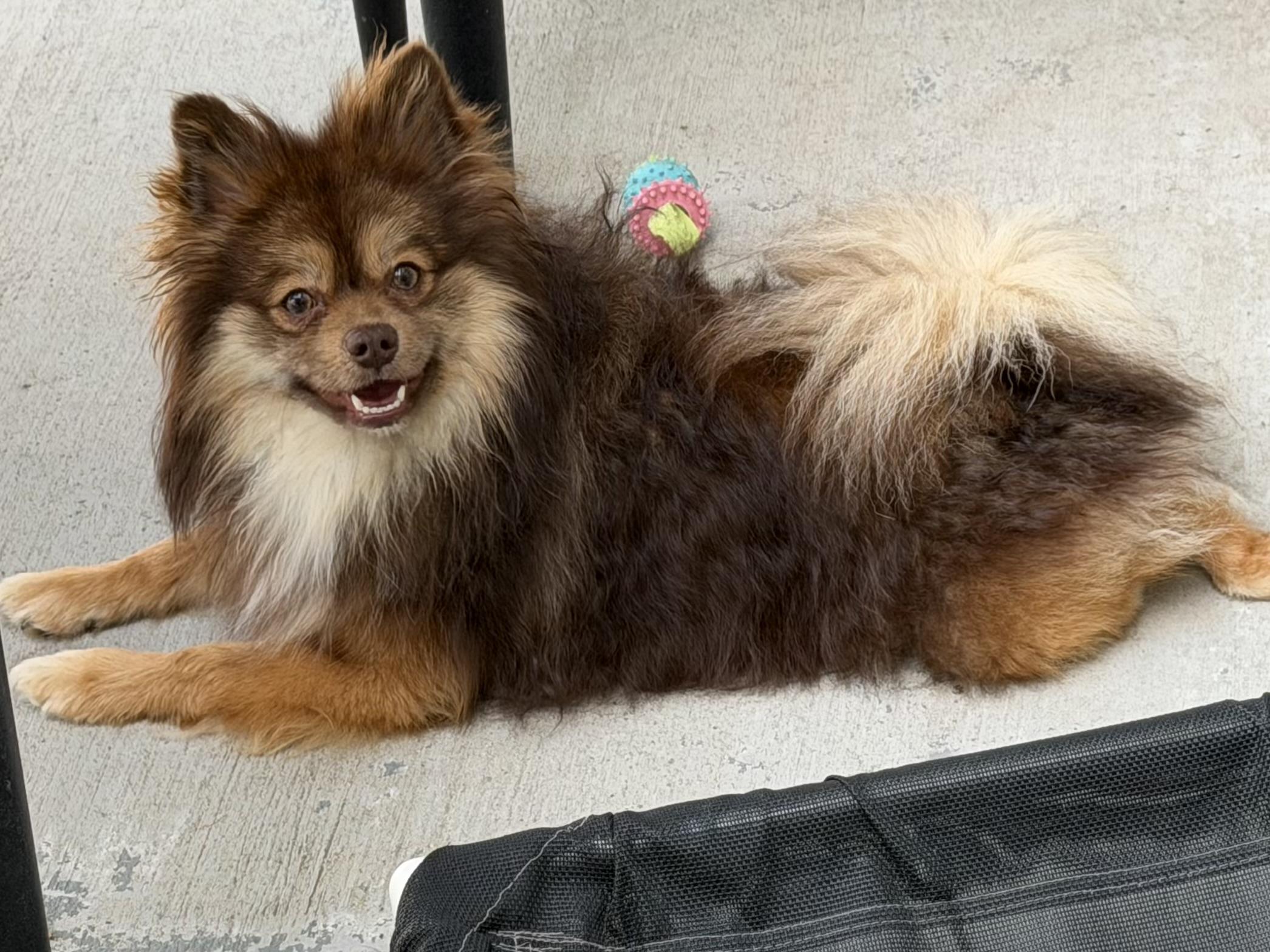 Mufasa, an adopted Pomeranian in Salt Lake City, UT image 4/6