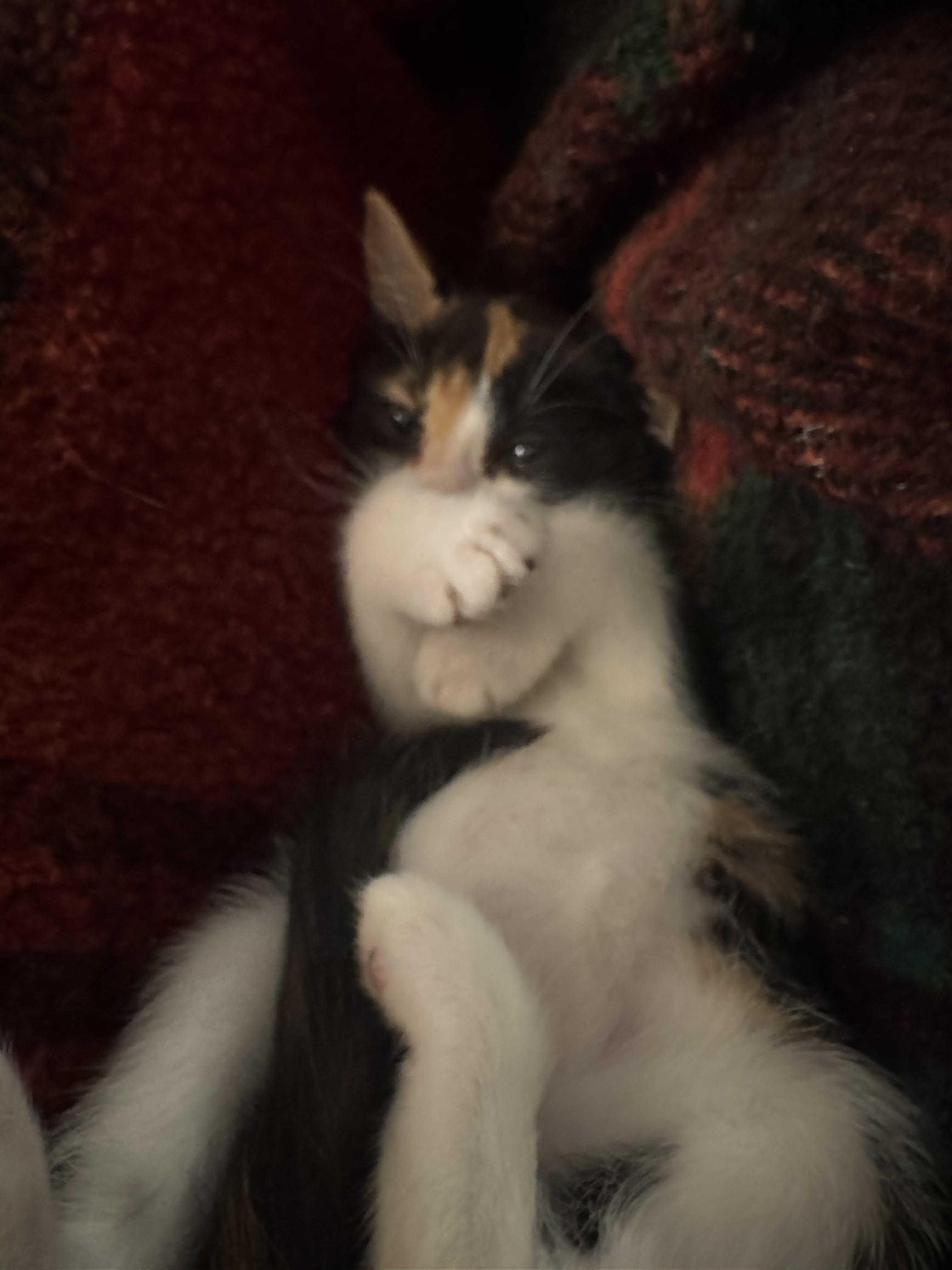 Enlarge Luna, a Adopted mixed breed in CRYSTAL RIVER, FL image 1/6