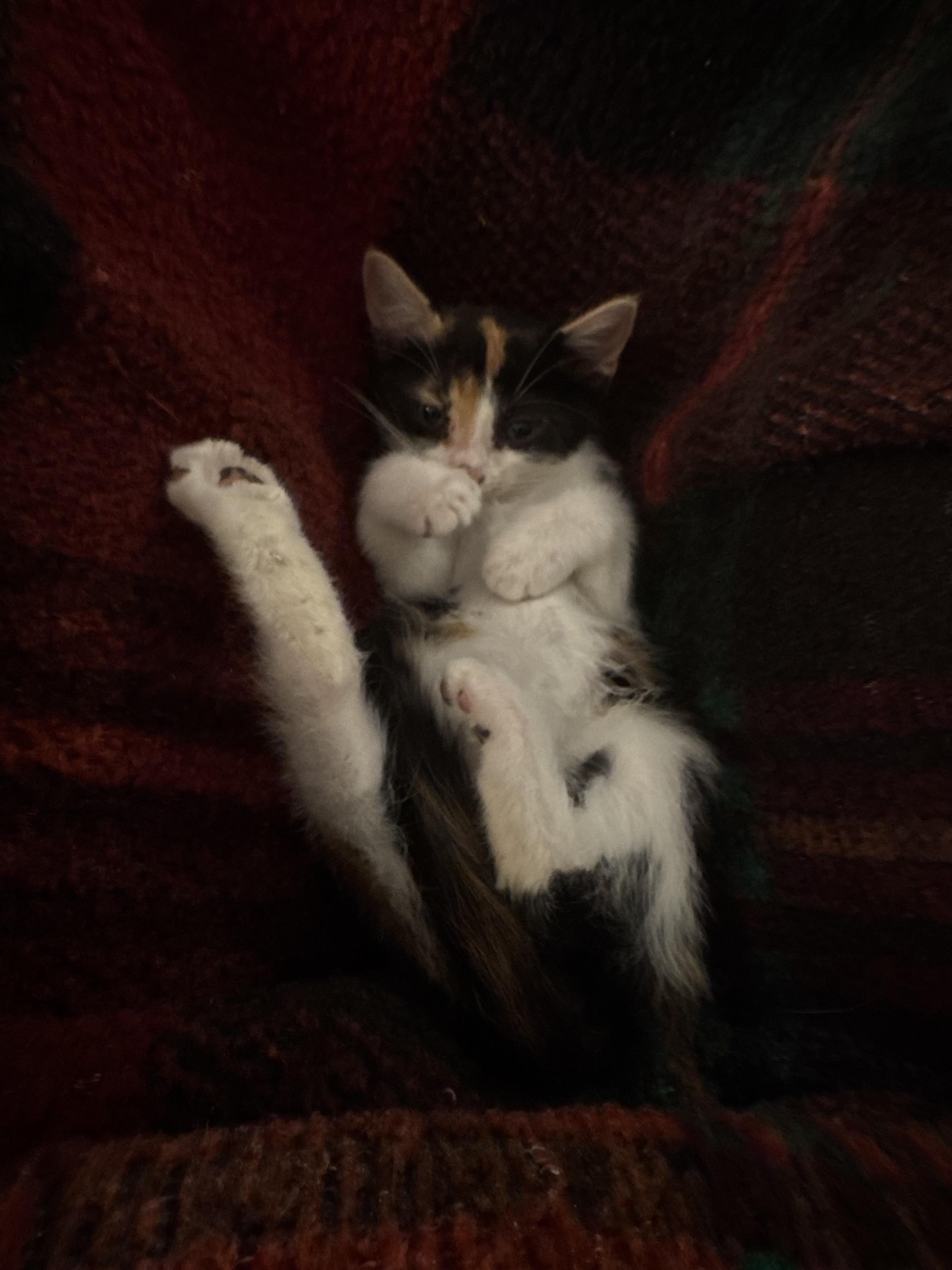 Enlarge Luna, a Adopted mixed breed in CRYSTAL RIVER, FL image 3/6