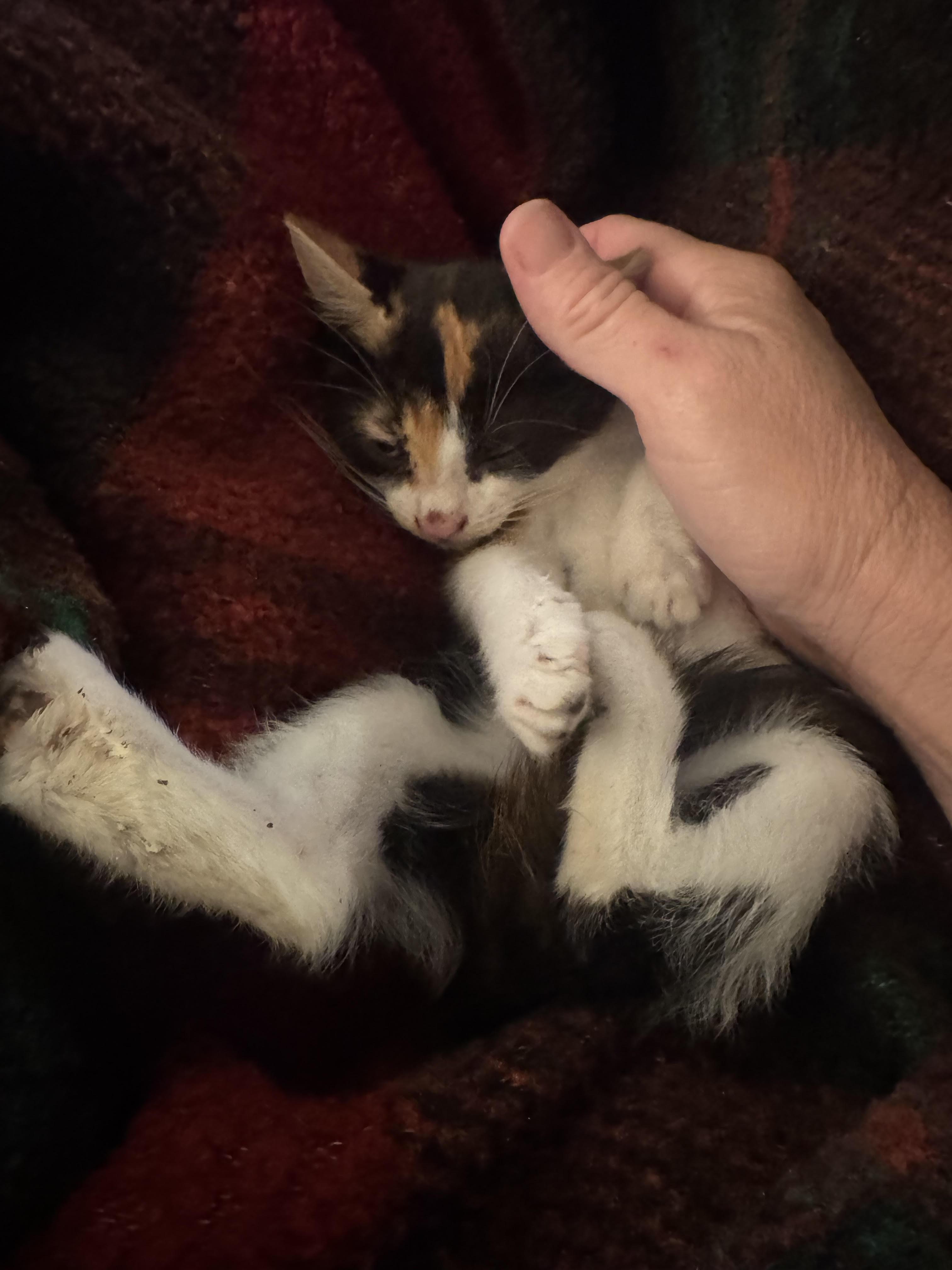 Enlarge Luna, a Adopted mixed breed in CRYSTAL RIVER, FL image 4/6