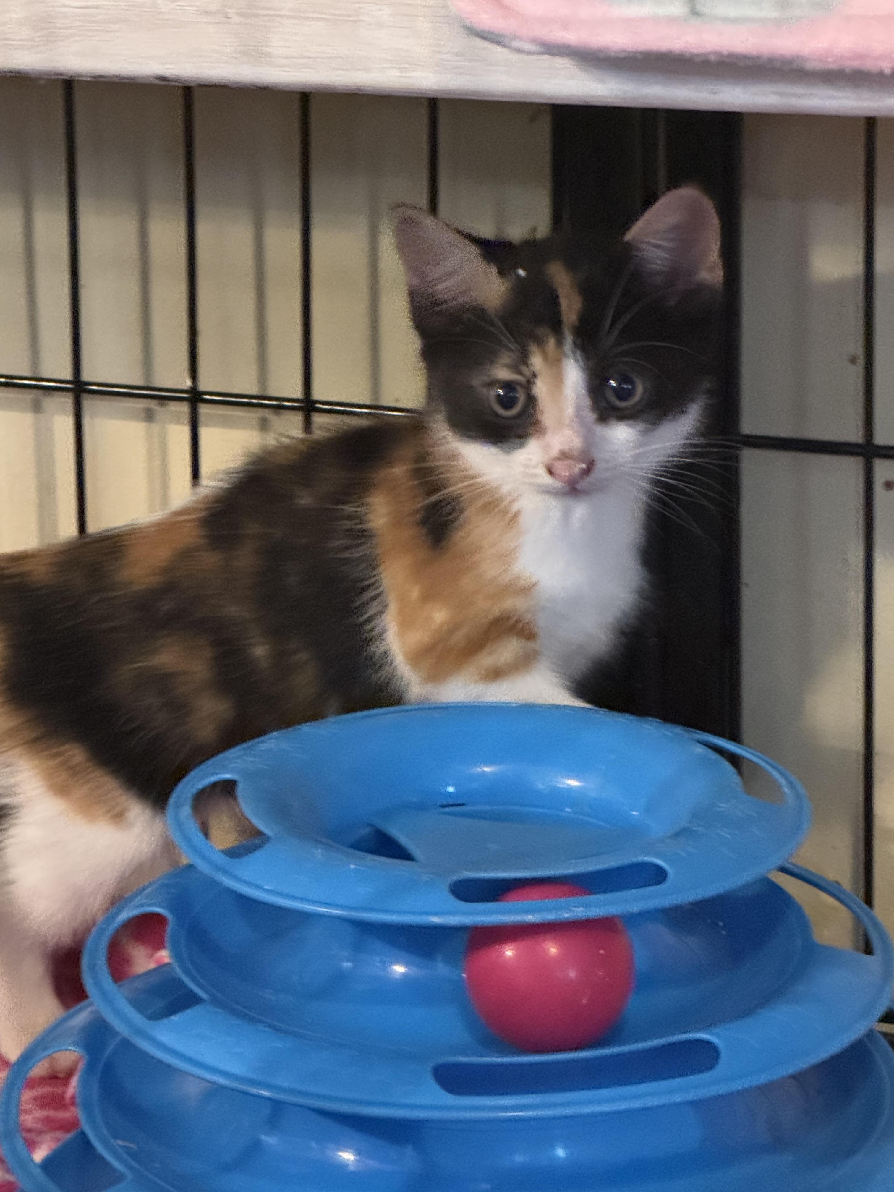 Enlarge Luna, a Adopted mixed breed in CRYSTAL RIVER, FL image 5/6