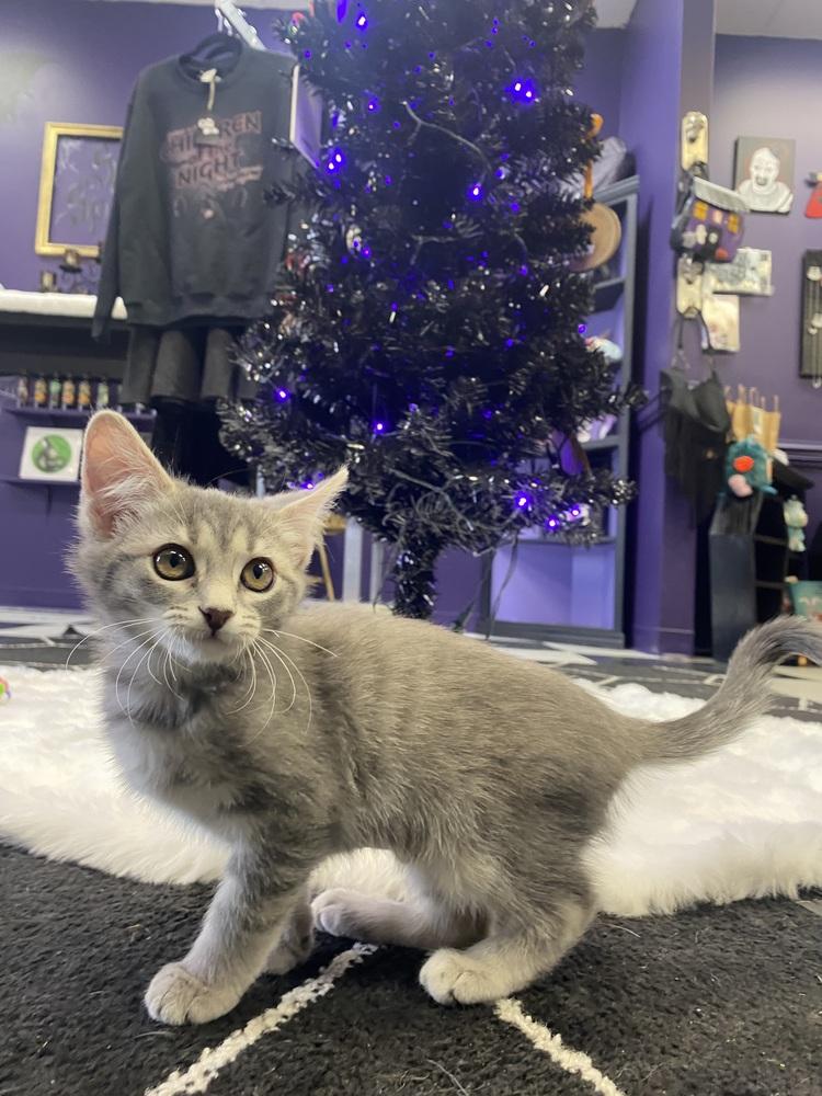 Enlarge Steel, a Adoptable mixed breed in Clarksville, TN image 2/6