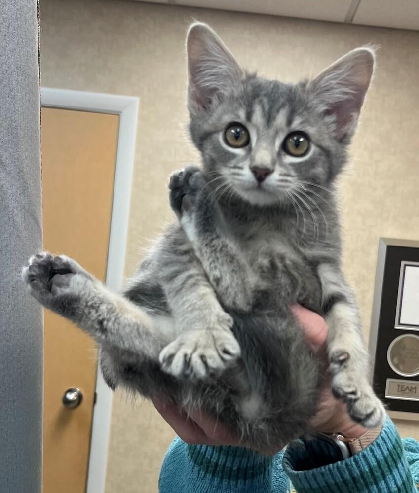 Enlarge Steel, a Adoptable mixed breed in Clarksville, TN image 5/6