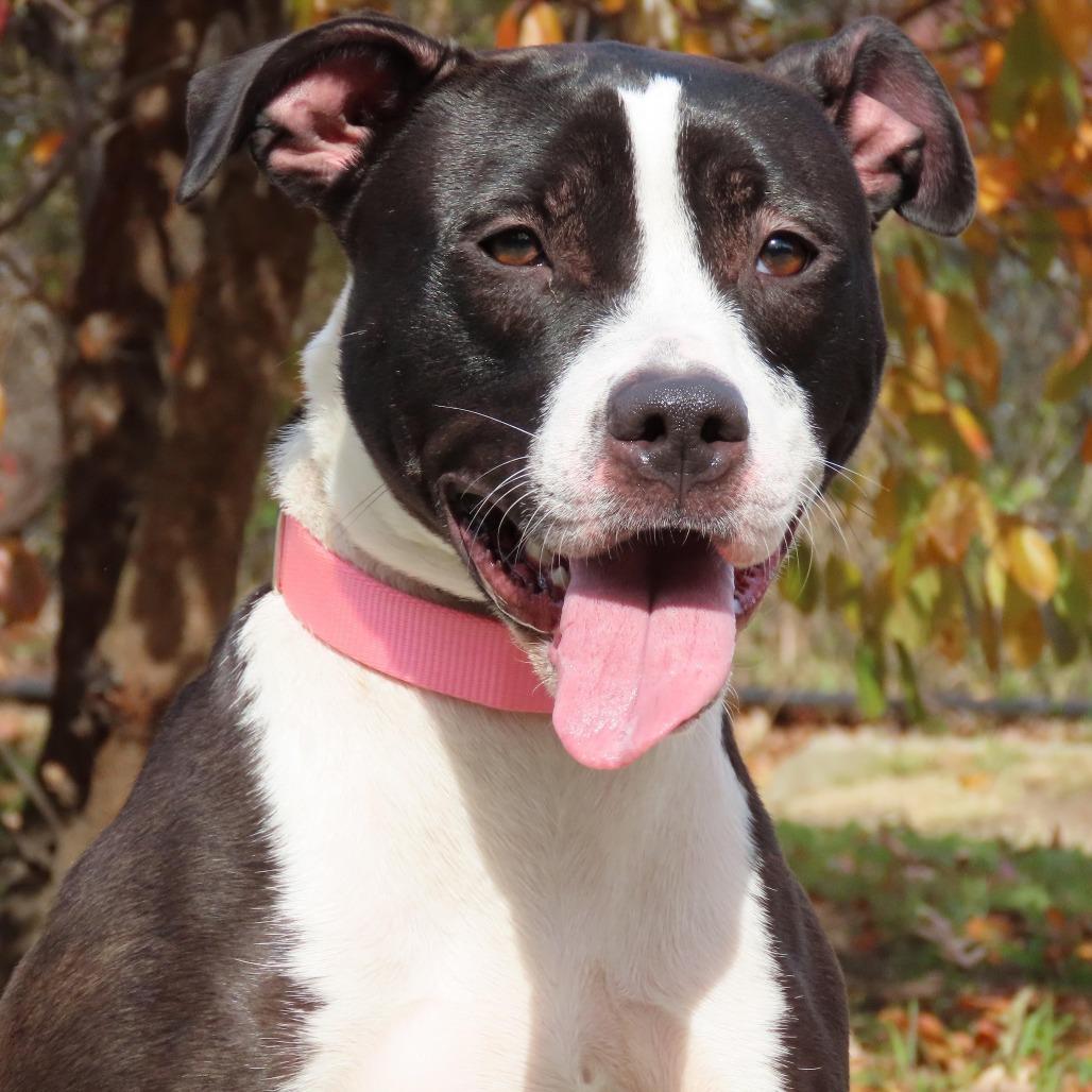 Enlarge Cora, a Adoptable Mixed Breed in Westhampton, NY image 2/5