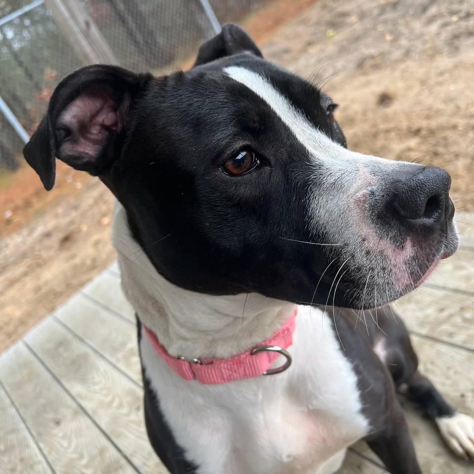 Enlarge Cora, a Adoptable Mixed Breed in Westhampton, NY image 3/5