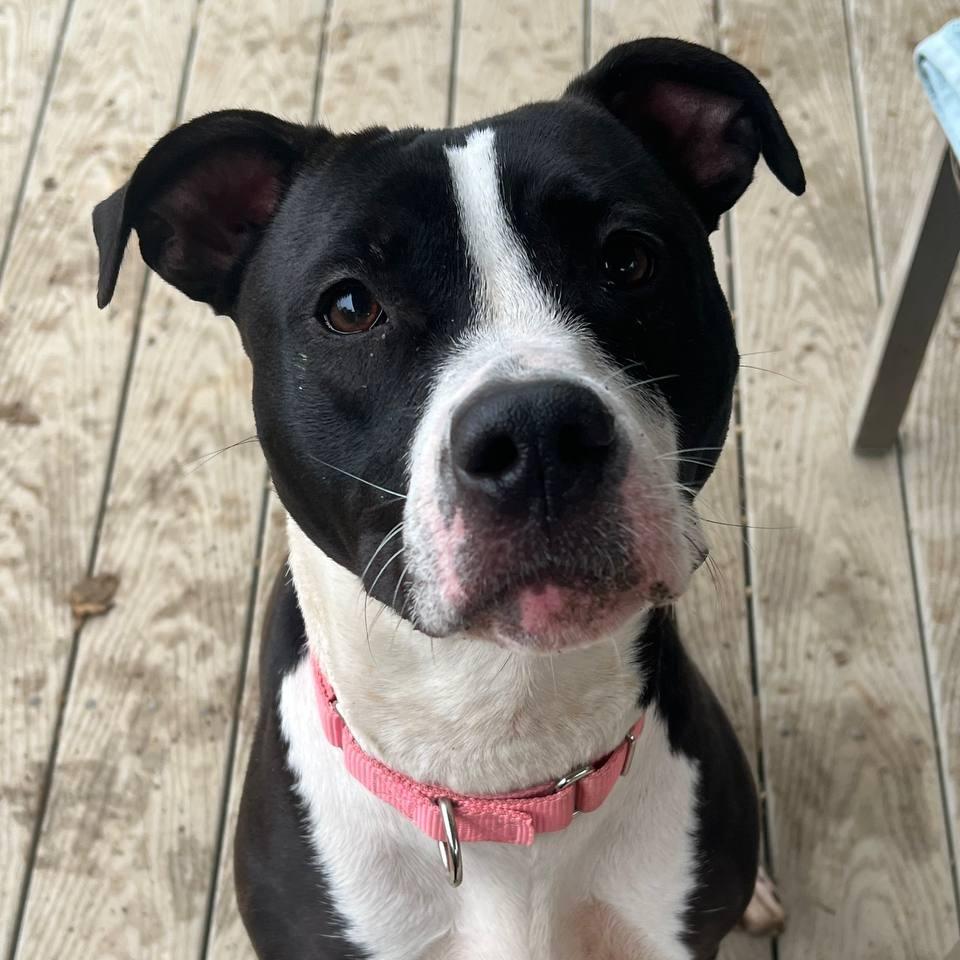 Enlarge Cora, a Adoptable Mixed Breed in Westhampton, NY image 3/5