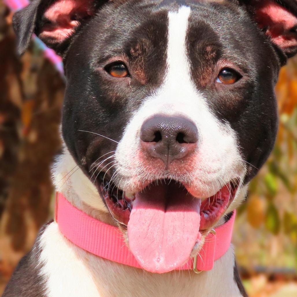 Enlarge Cora, a Adoptable Mixed Breed in Westhampton, NY image 4/5