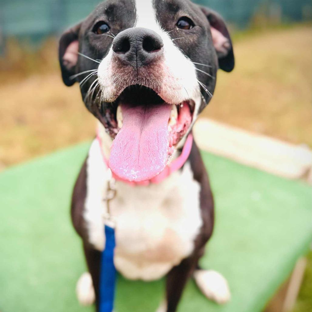 Enlarge Cora, a Adoptable Mixed Breed in Westhampton, NY image 5/5